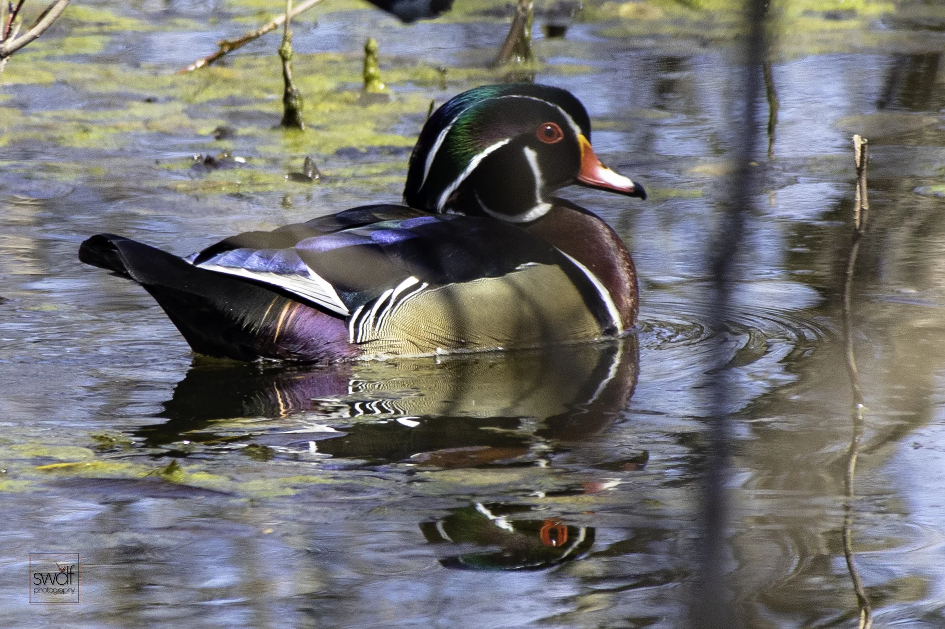 Wood Duck7 - Sheldons Marsh.jpeg