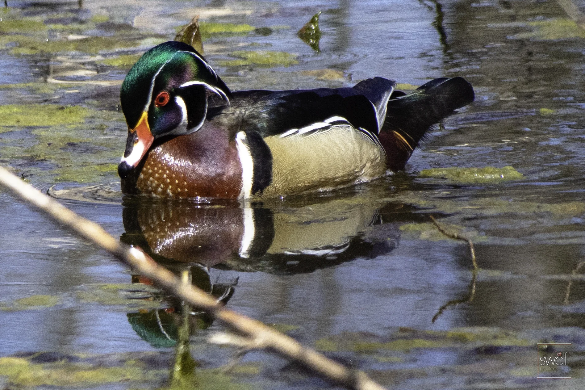 Wood Duck8 - Sheldons Marsh.jpeg
