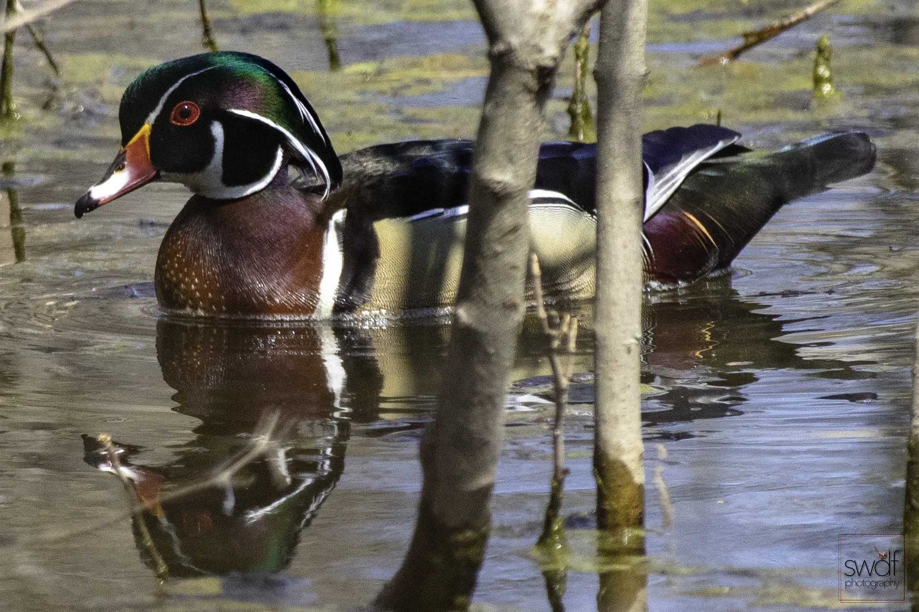 Wood Duck10 - Sheldons Marsh.jpeg