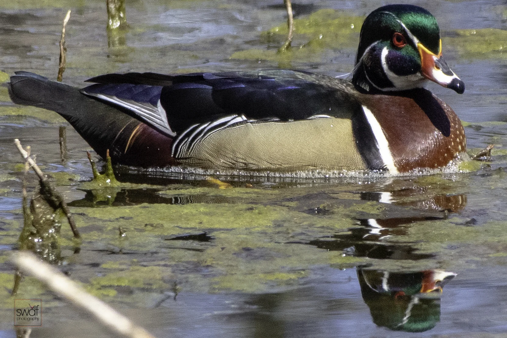 Wood Duck14 - Sheldons Marsh.jpeg