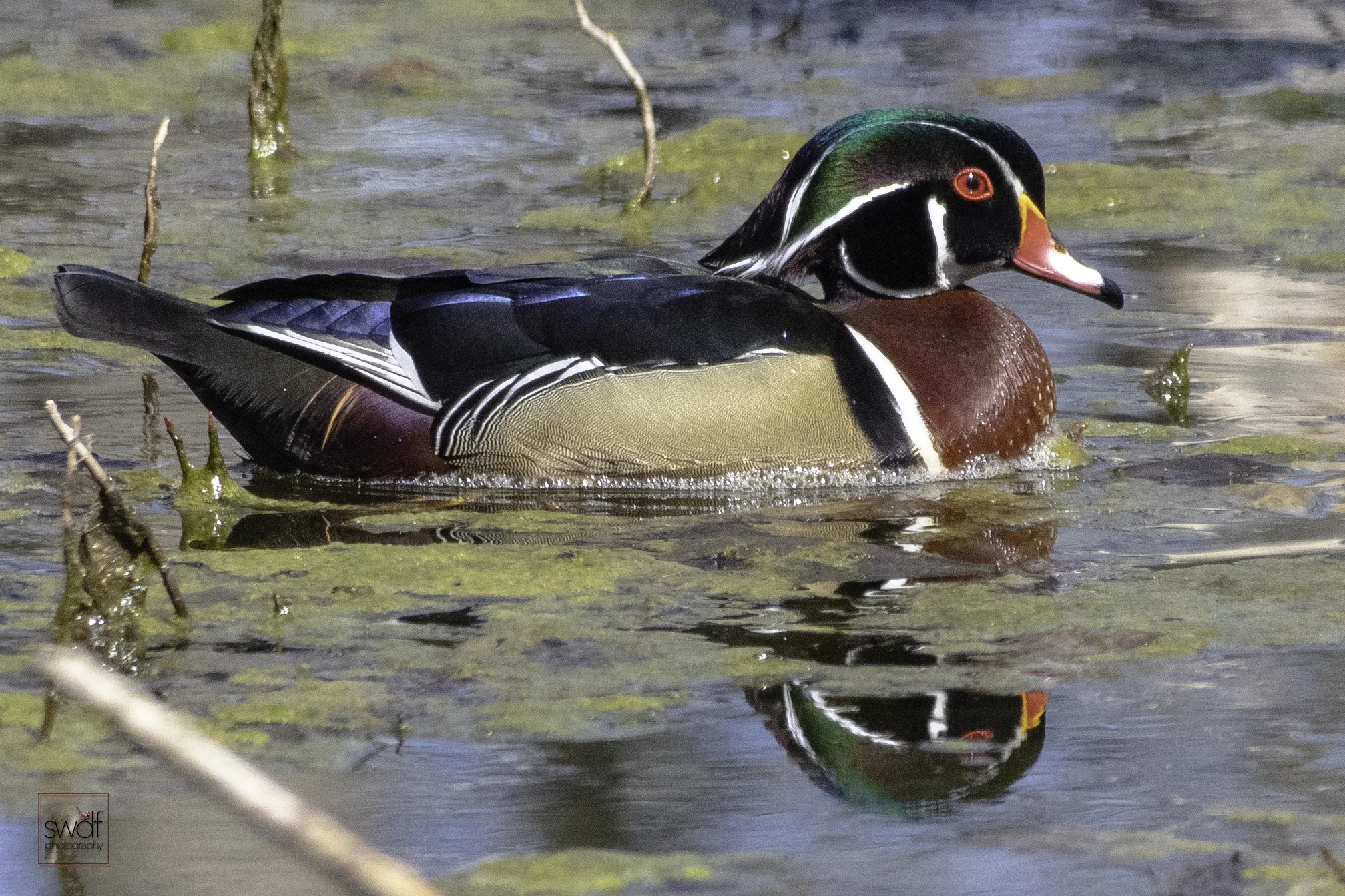Wood Duck15 - Sheldons Marsh.jpeg