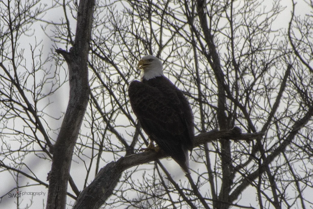 Bald Eagle2 - CVNP.jpeg
