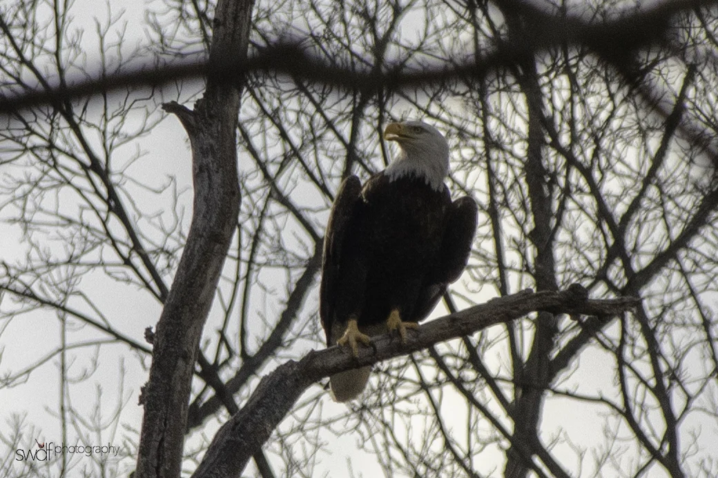 Bald Eagle - CVNP.jpeg