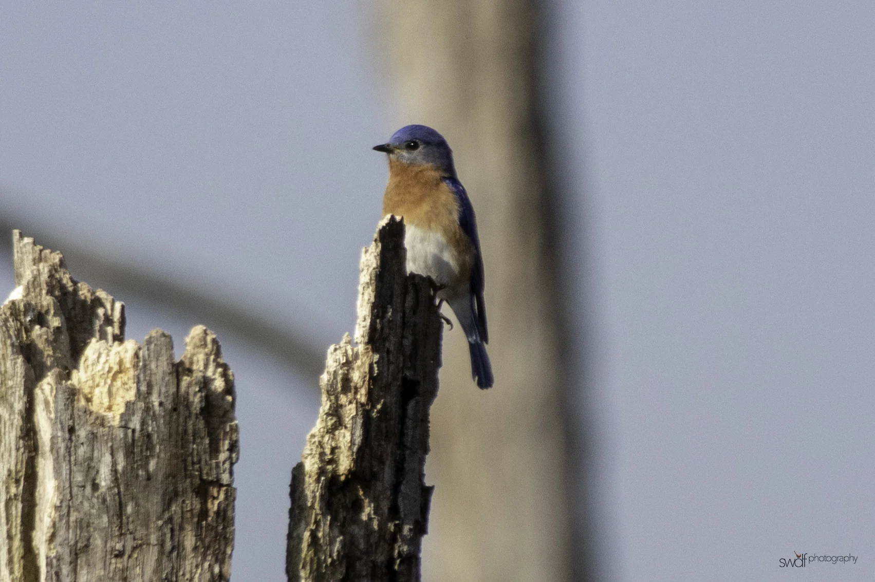 Bluebird - Sandy Ridge.jpeg