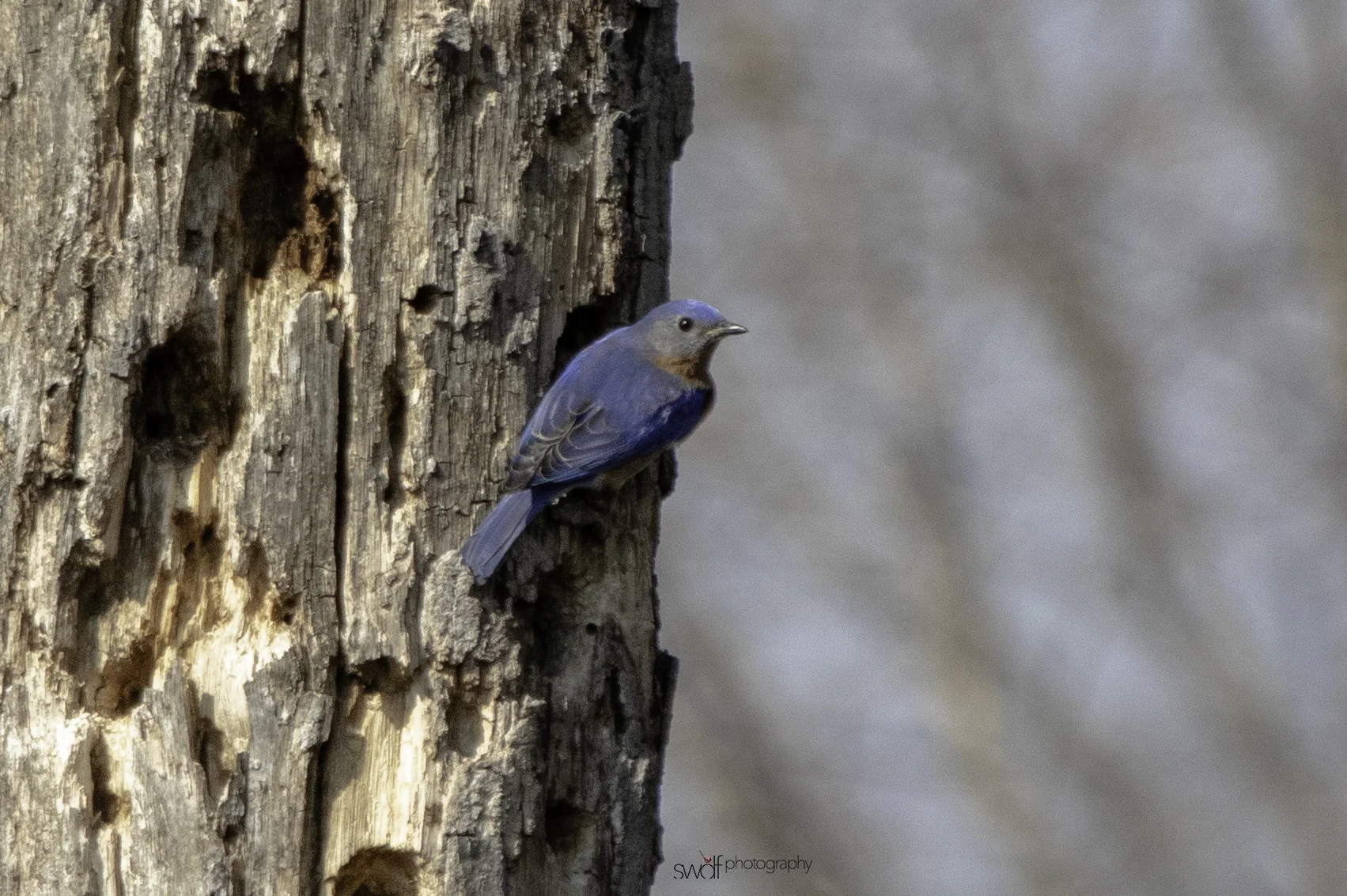 Bluebird2 - Sandy Ridge.jpeg