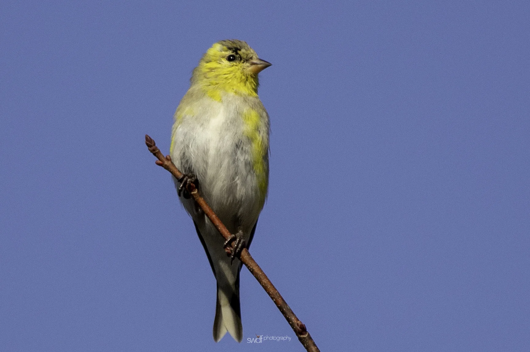 Goldfinch - Sandy Ridge.jpeg