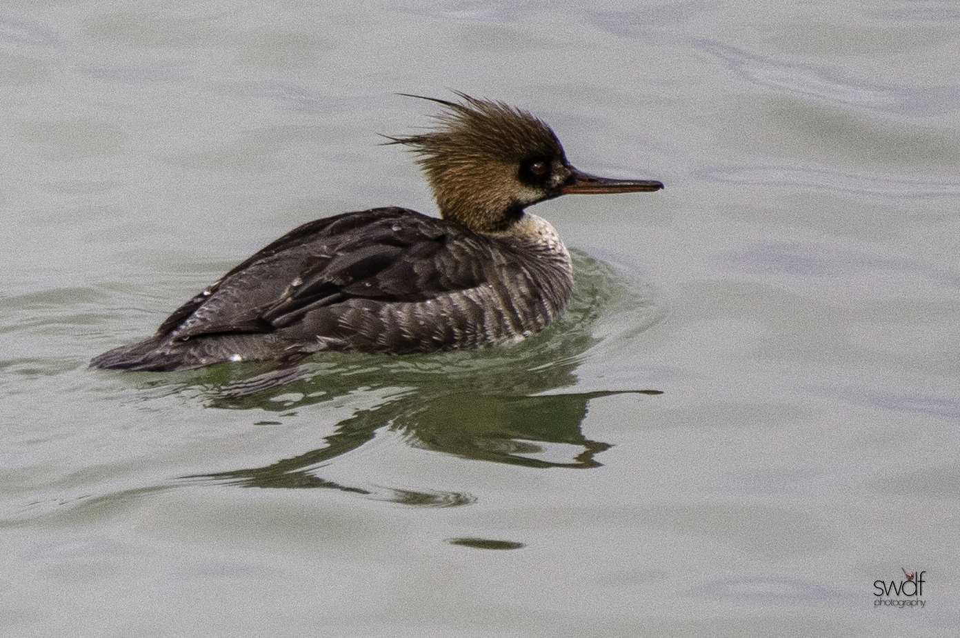 Female Red Breasted Merganser.jpeg
