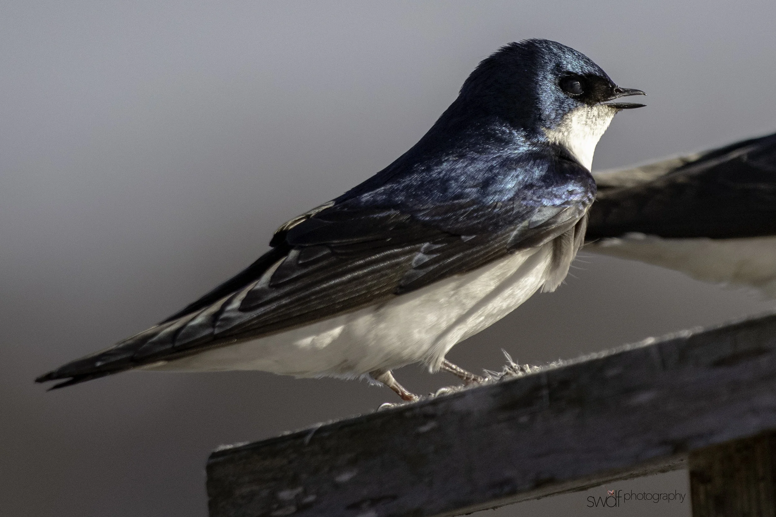 Tree Swallow2 - Sandy Ridge.jpeg