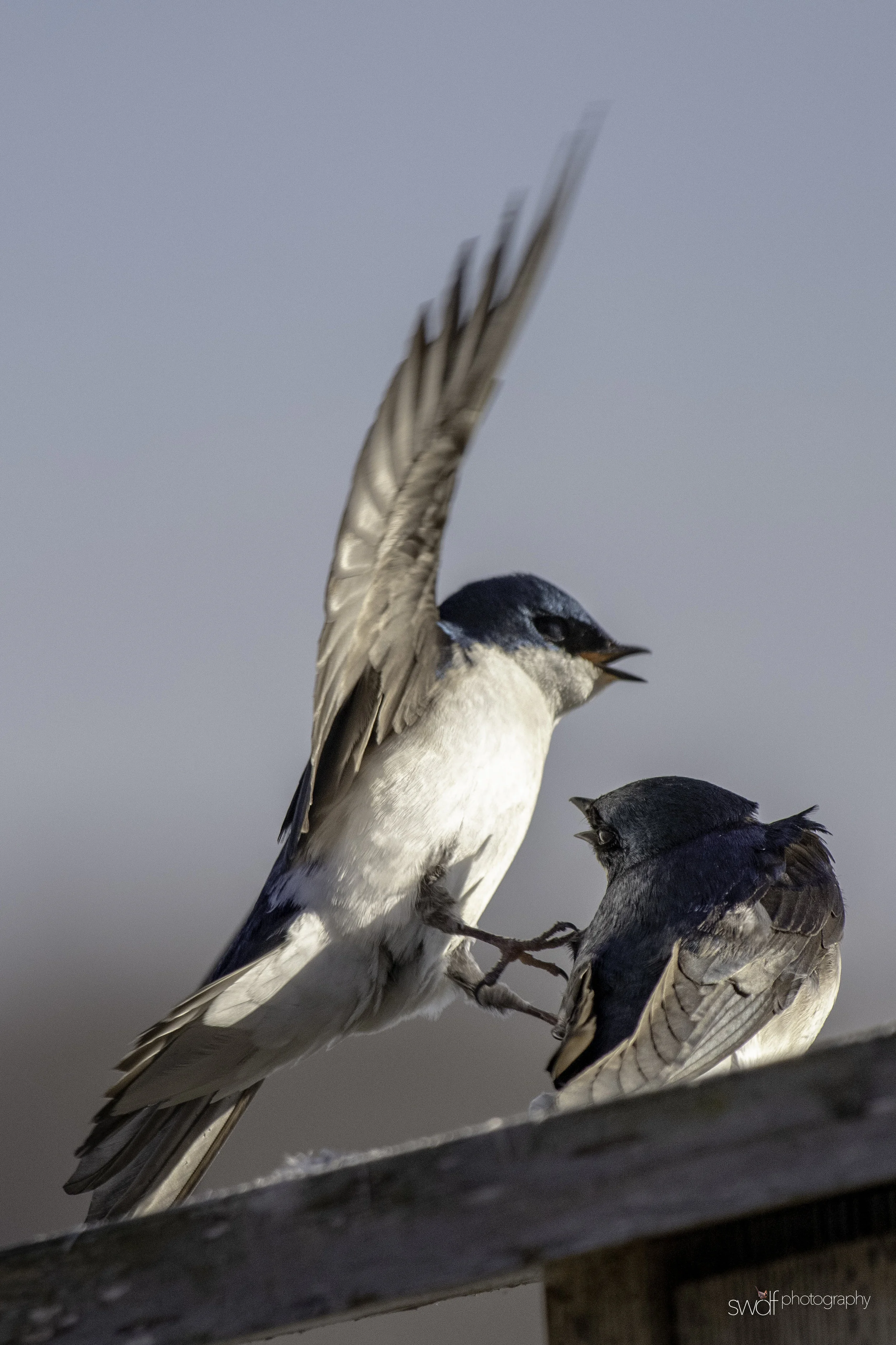 Tree Swallows Vertical - Sandy Ridge.jpeg