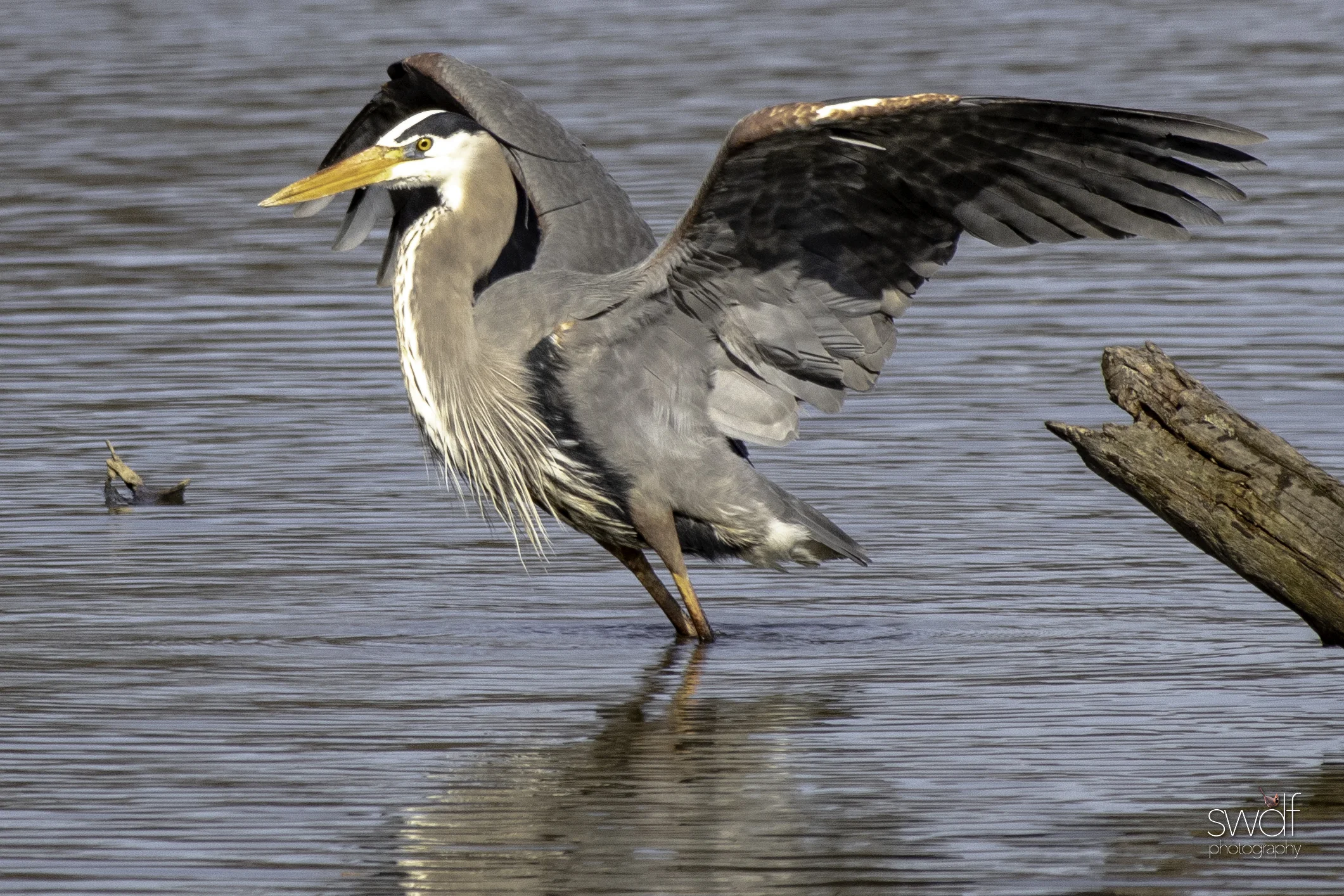 Fishing Great Blue Heron25 - Sandy Ridge.jpeg