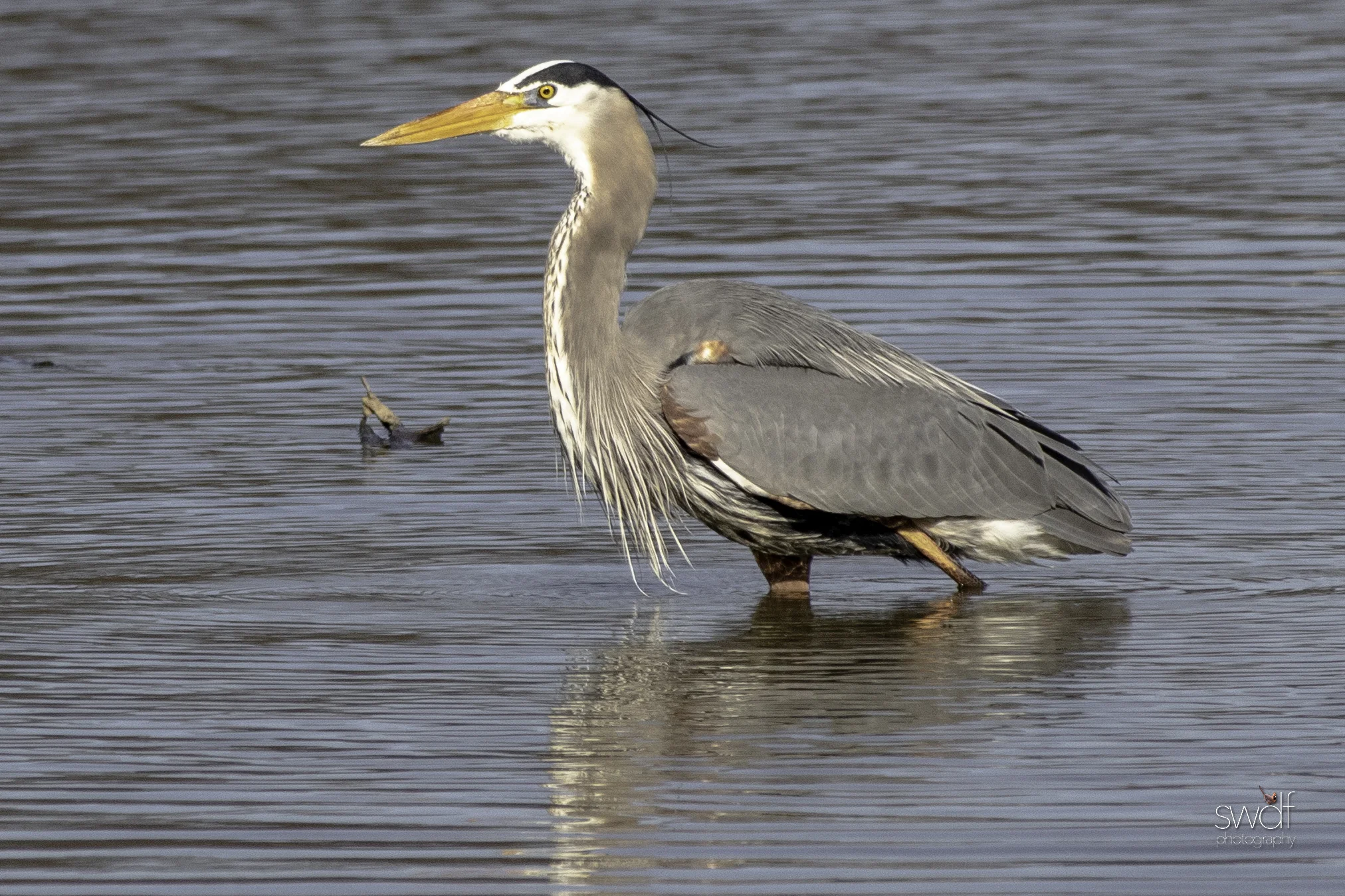 Fishing Great Blue Heron24- Sandy Ridge.jpeg