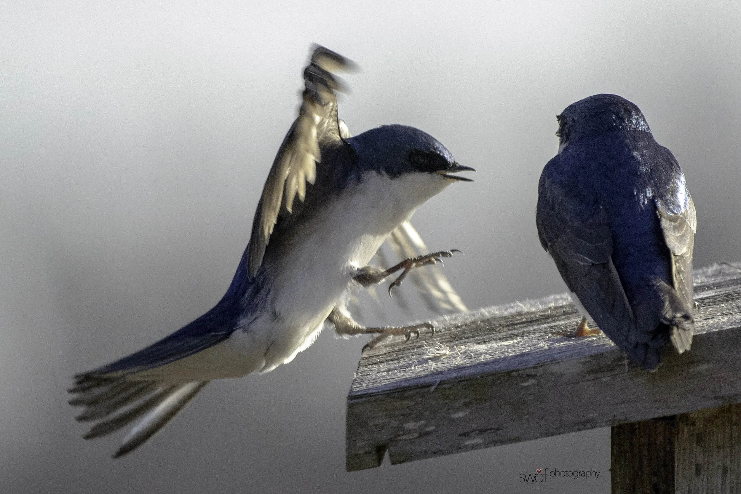 Tree Swallows3 - Sandy Ridge.jpeg
