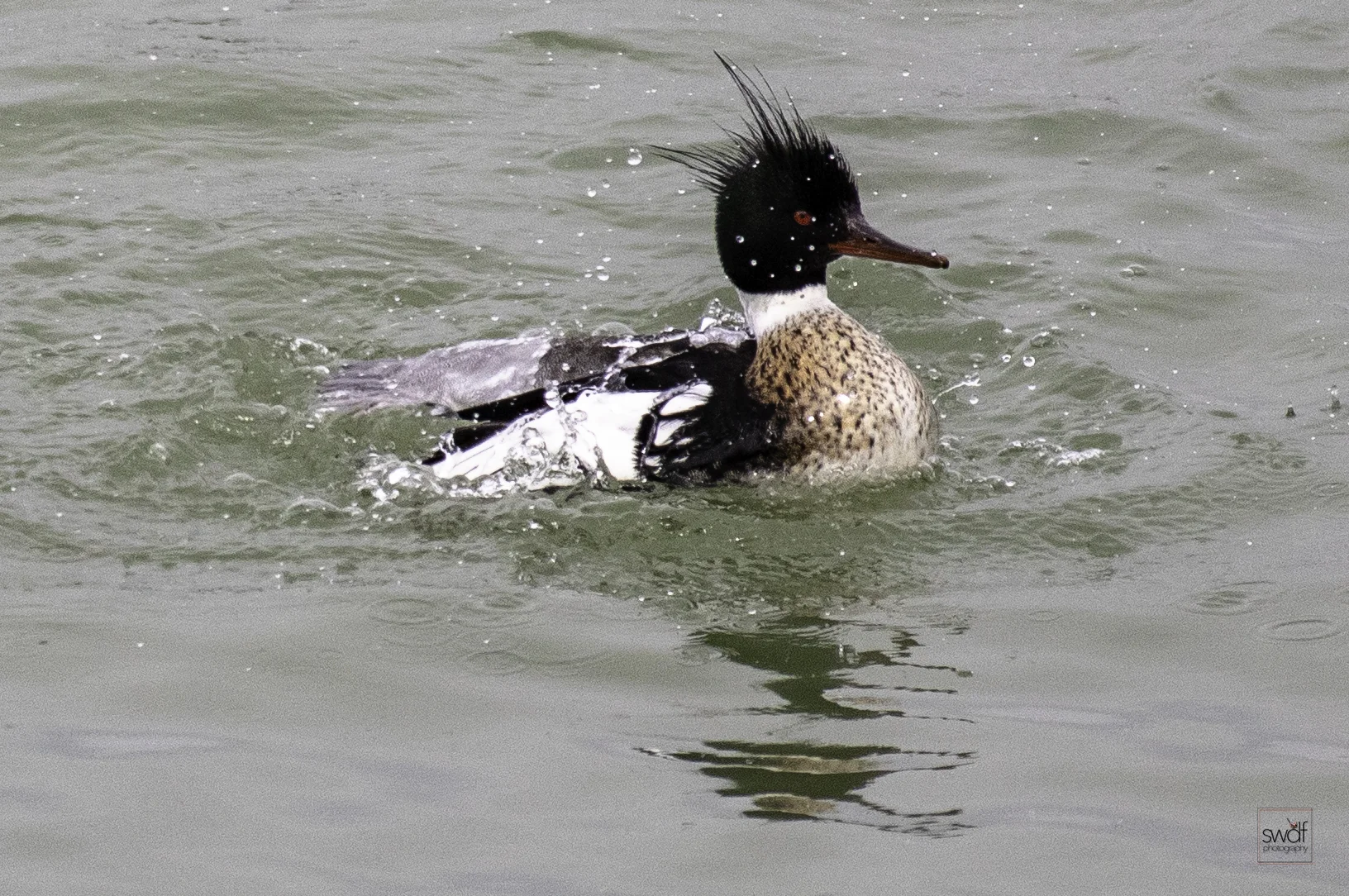 Red Breasted Merganser2.jpeg
