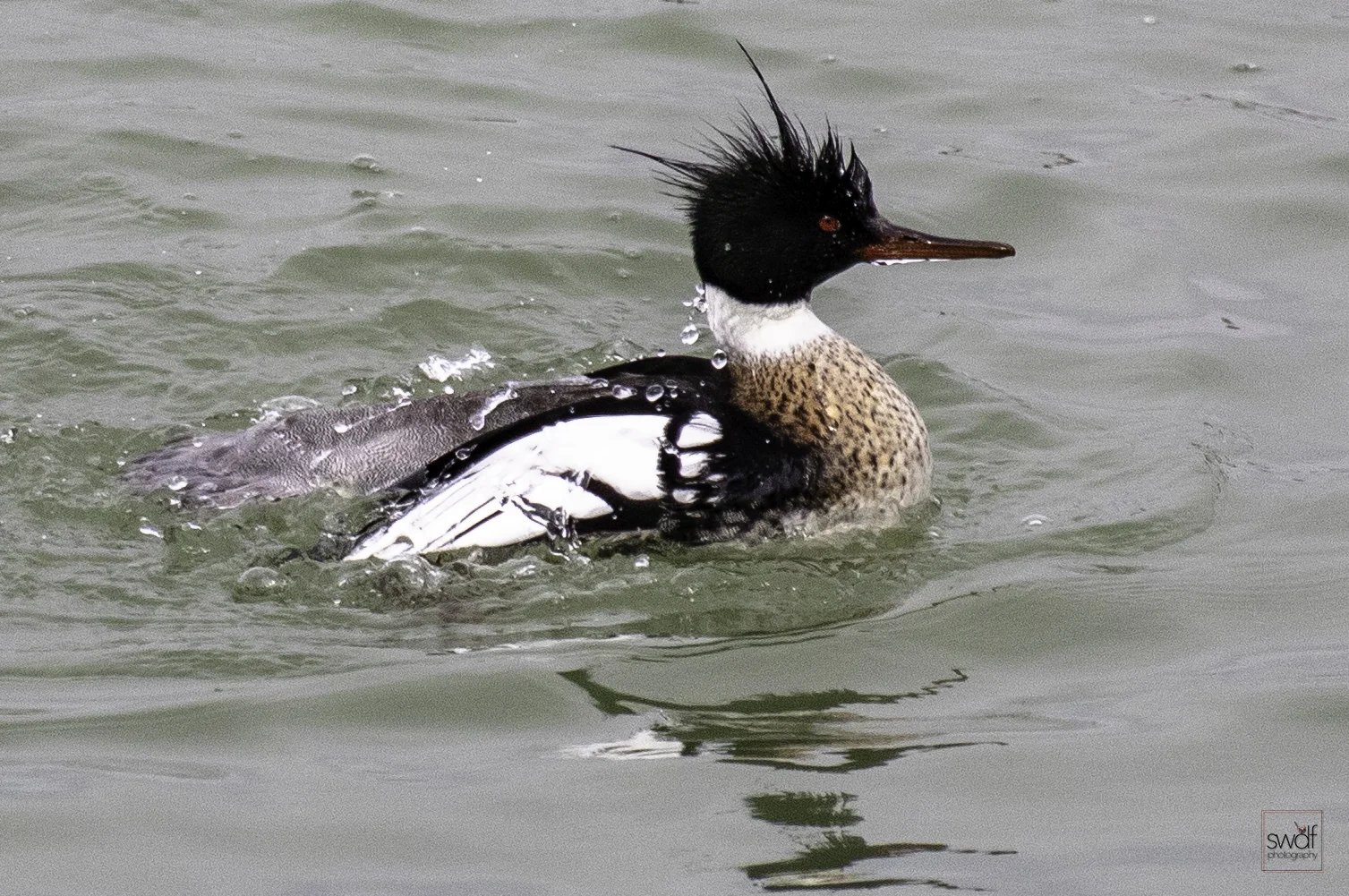Red Breasted Merganser3.jpeg