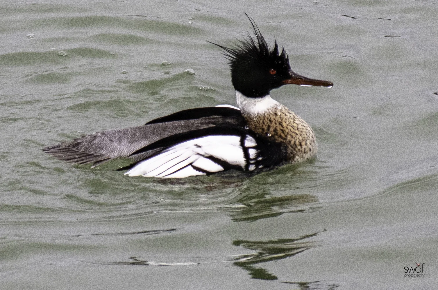 Red Breasted Merganser4.jpeg