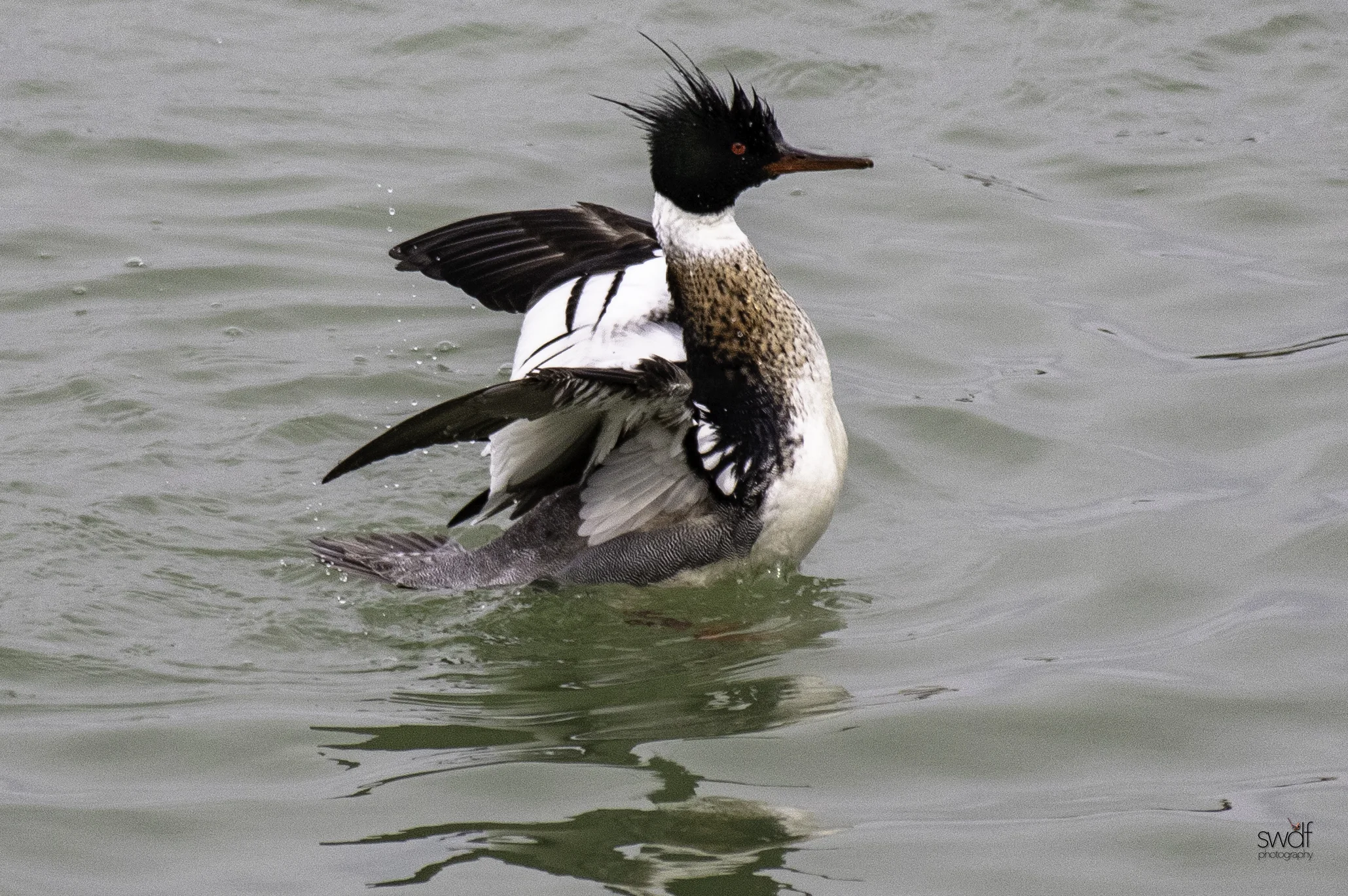Red Breasted Merganser5.jpeg