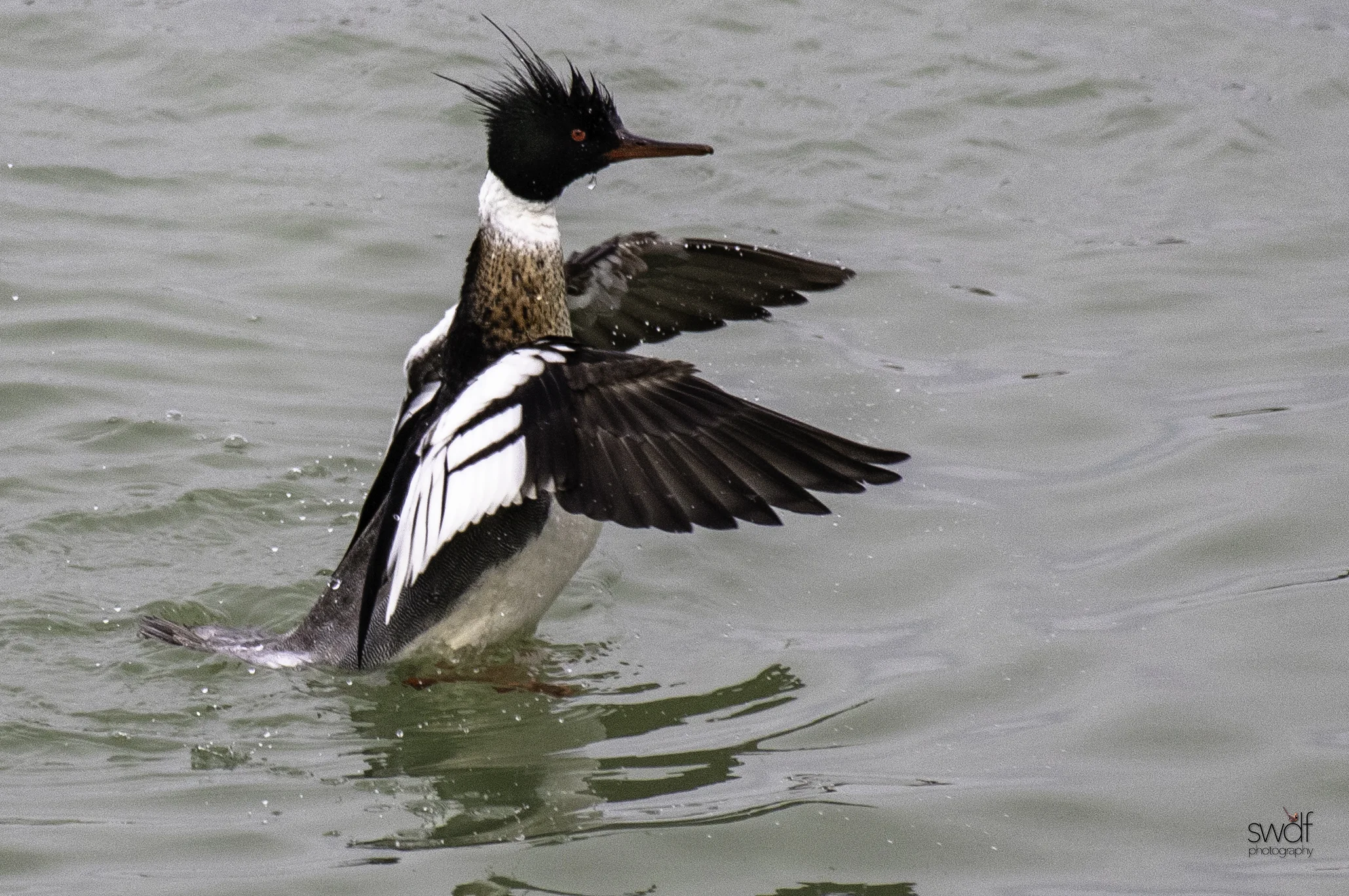 Red Breasted Merganser6.jpeg