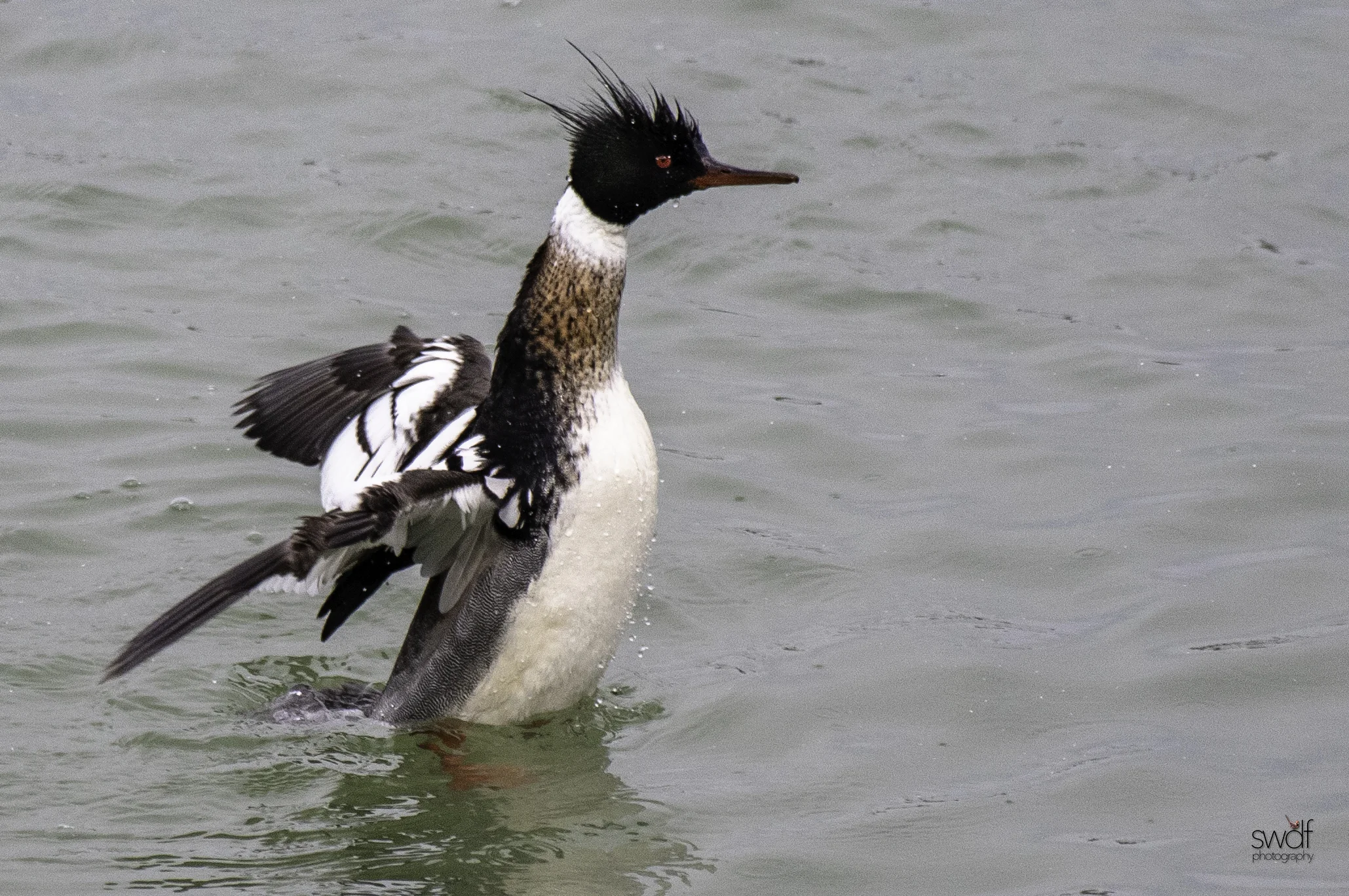 Red Breasted Merganser7.jpeg