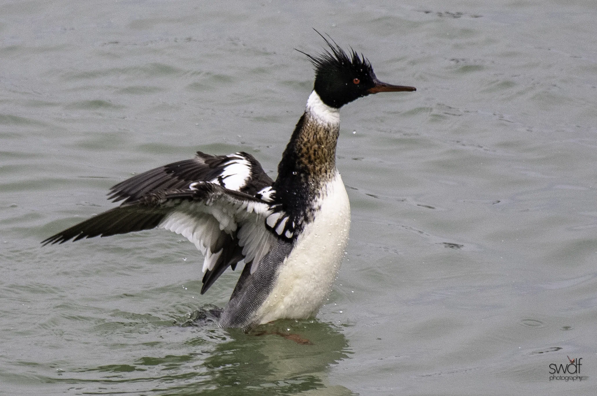 Red Breasted Merganser8.jpeg