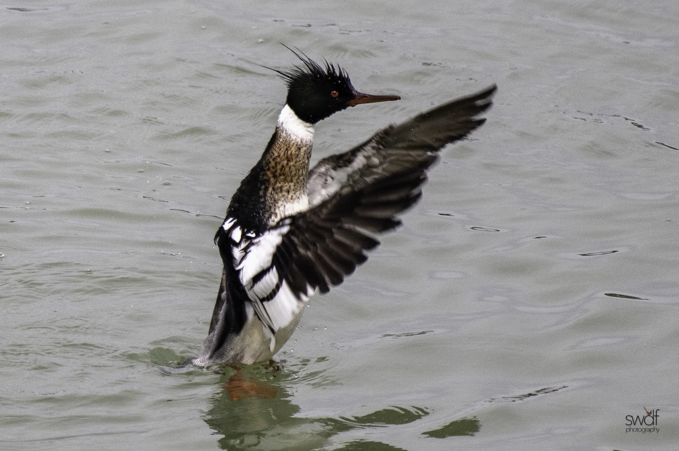 Red Breasted Merganser9.jpeg