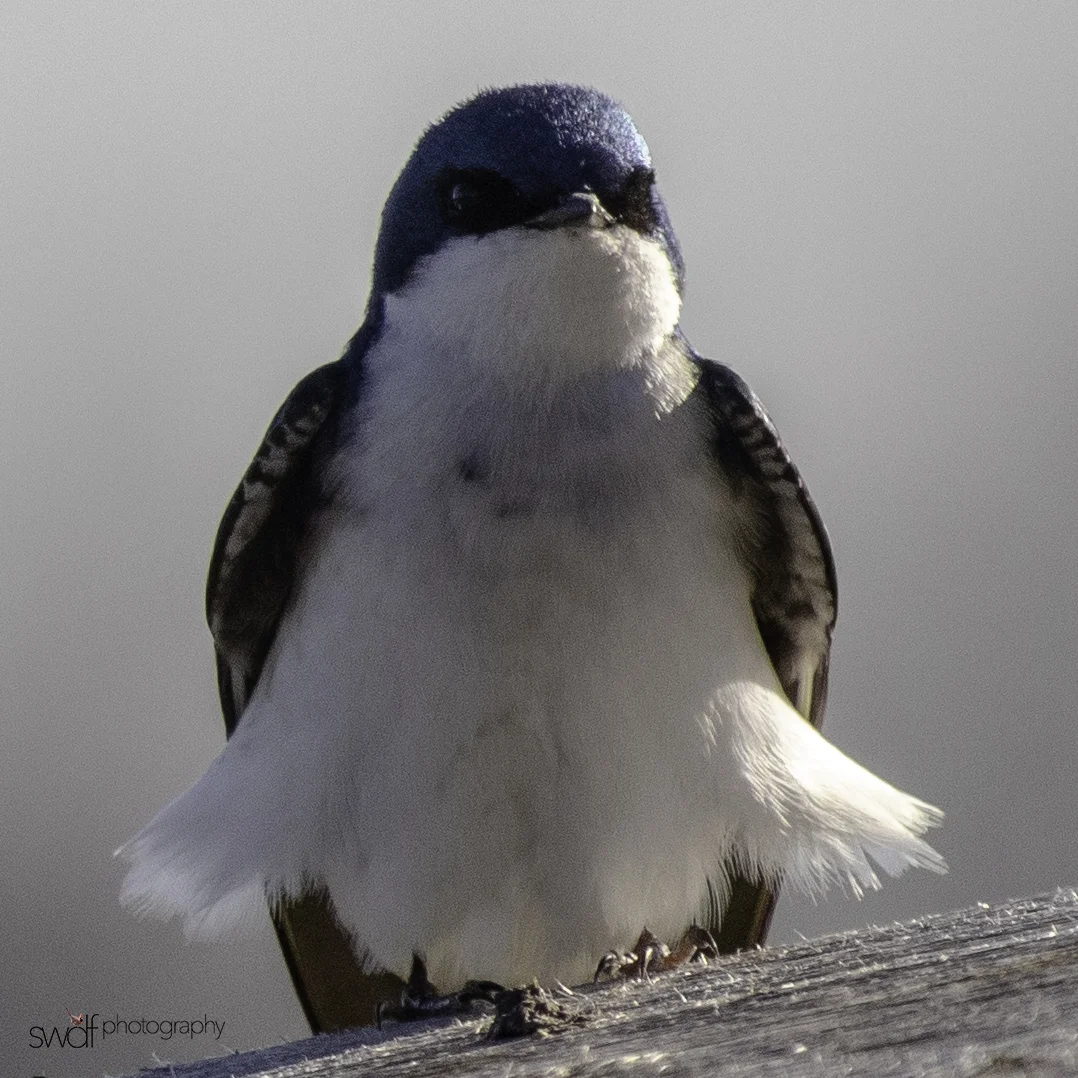 Tree Swallow Skirt - Sandy Ridge.jpeg