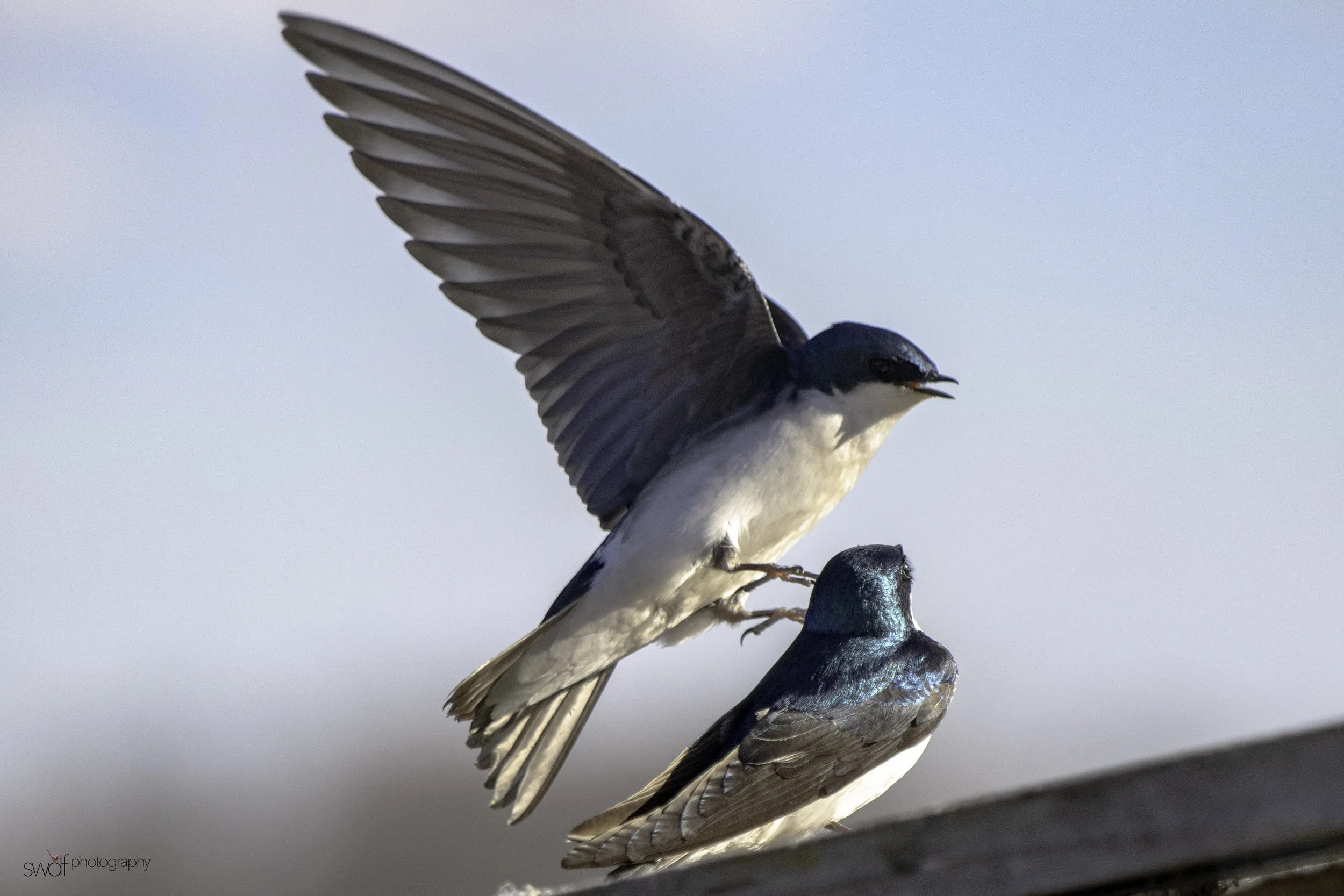 Tree Swallows2 - Sandy Rige.jpeg