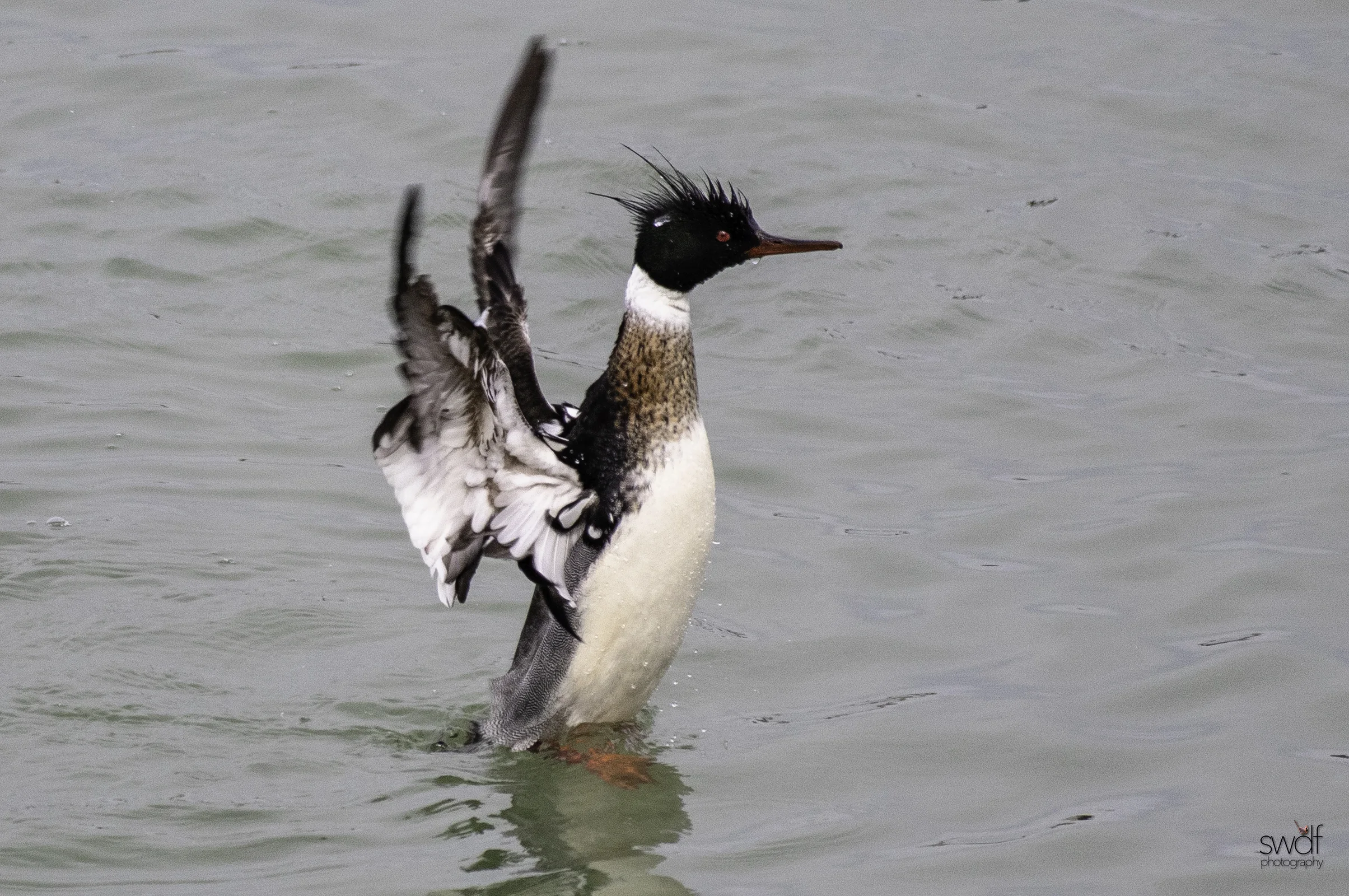 Red Breasted Merganser10.jpeg