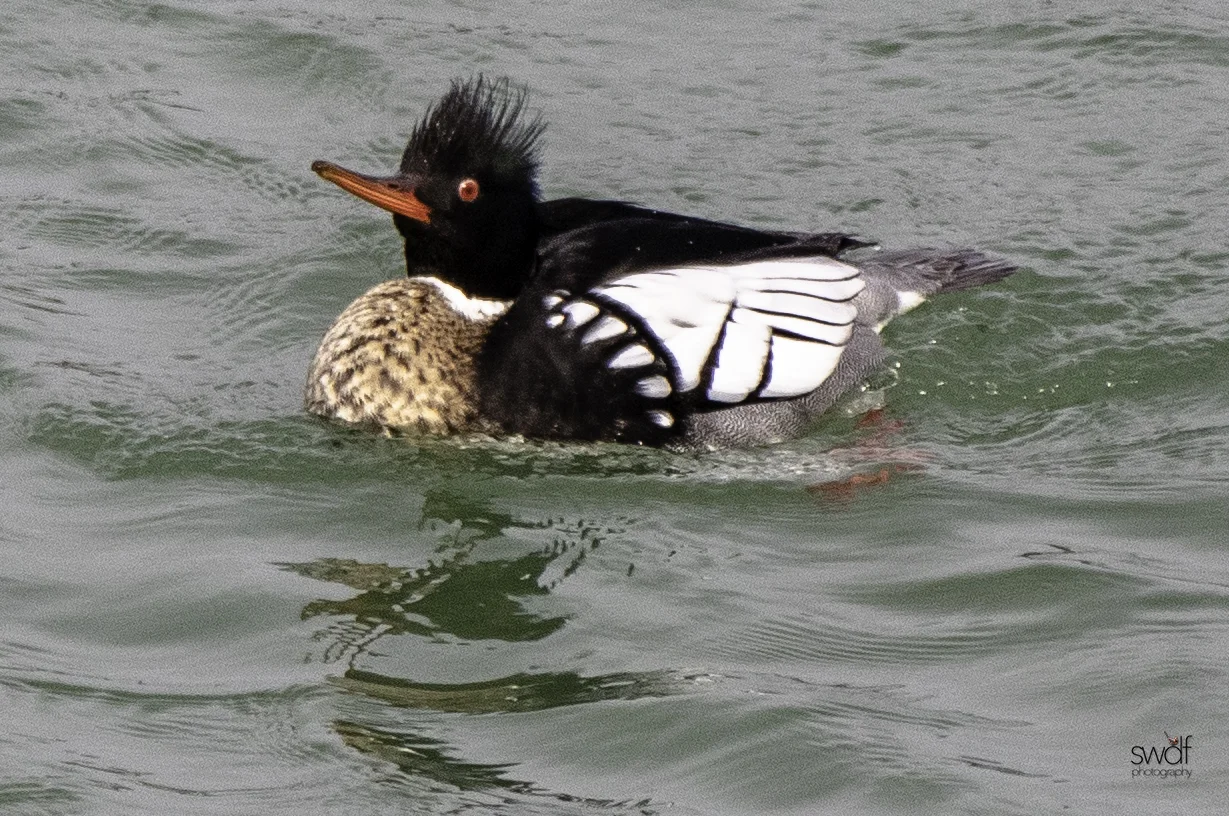 Red Breasted Merganser15.jpeg