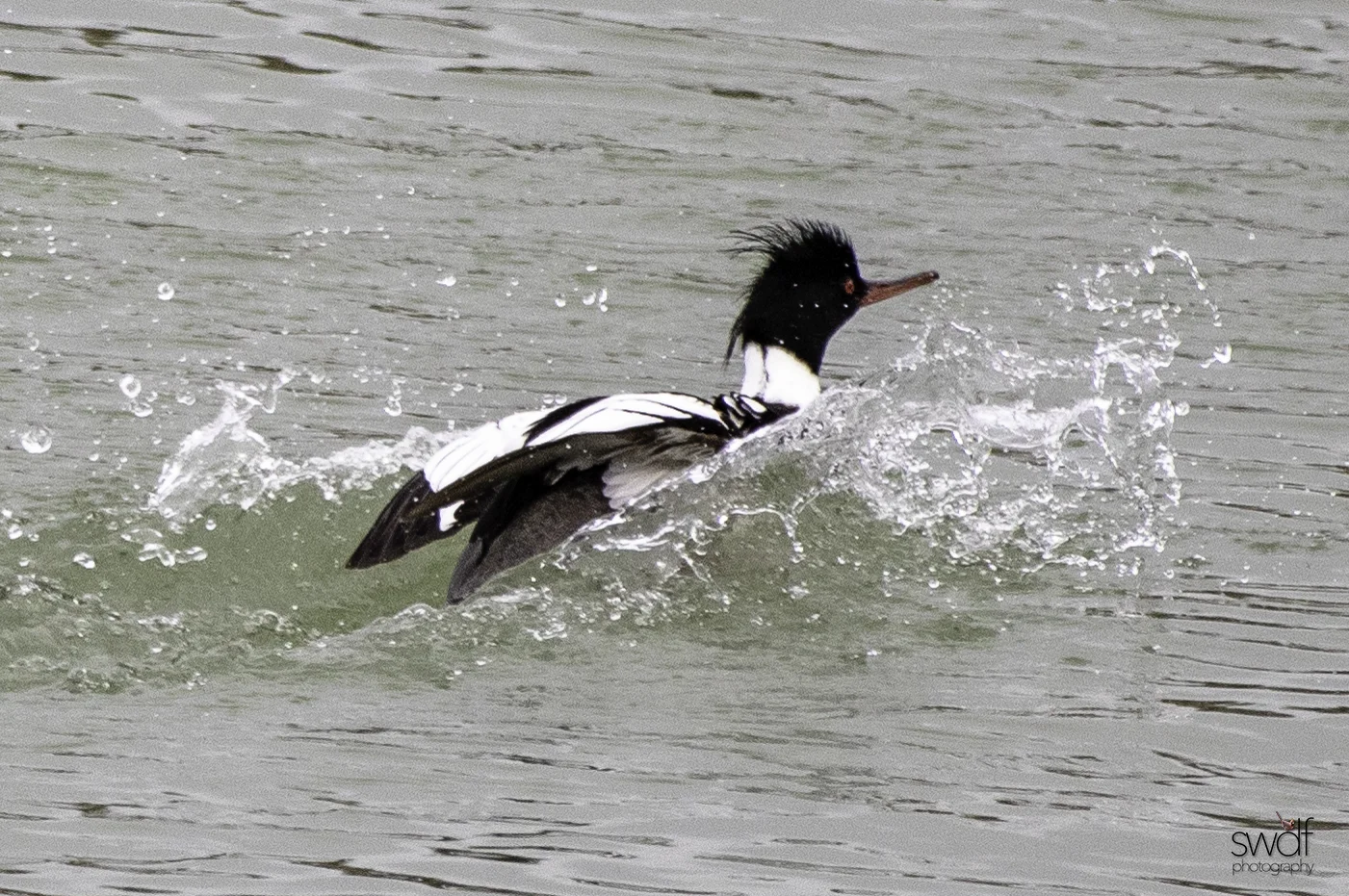 Red Breasted Merganser14.jpeg