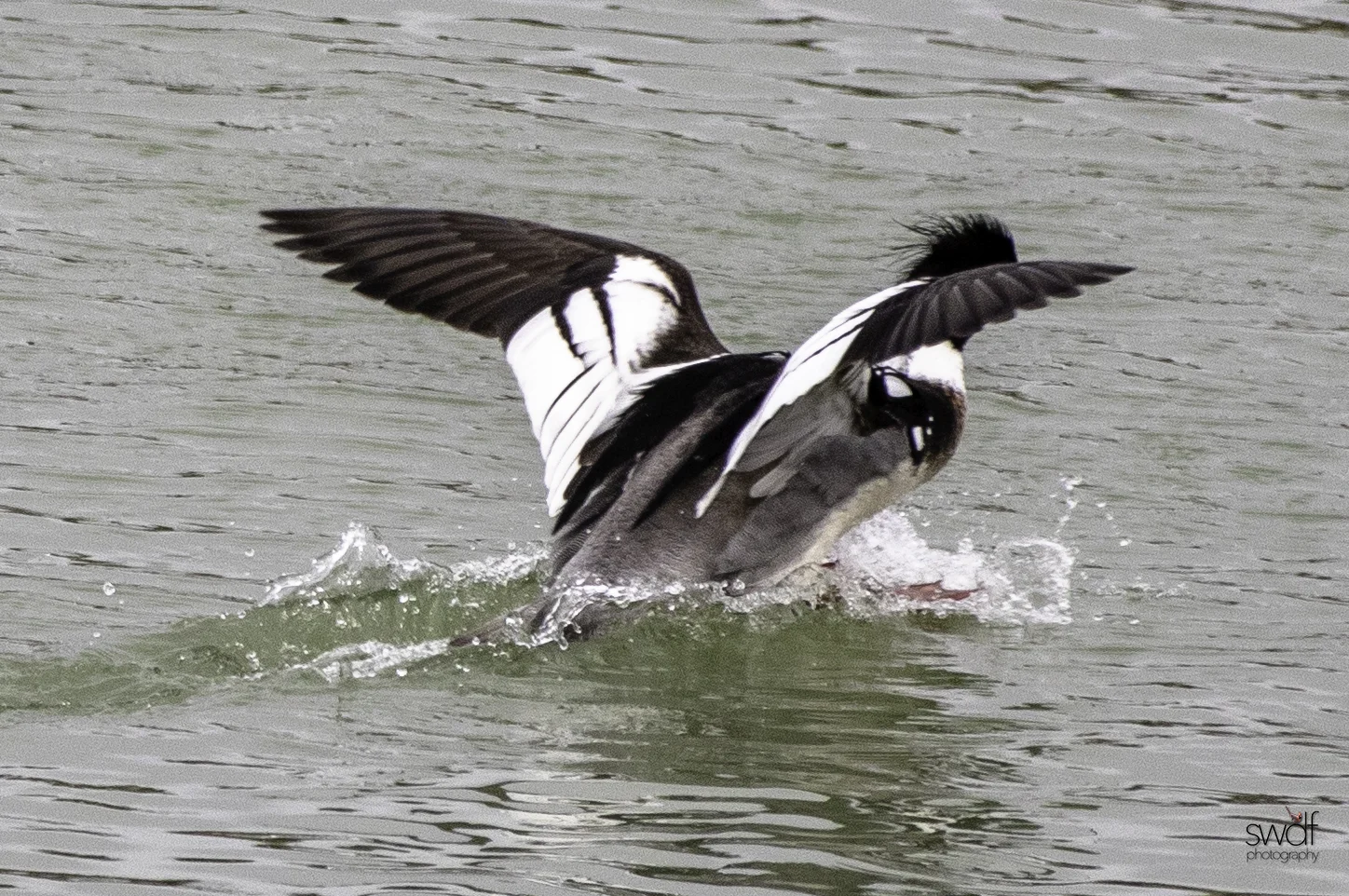 Red Breasted Merganser12.jpeg