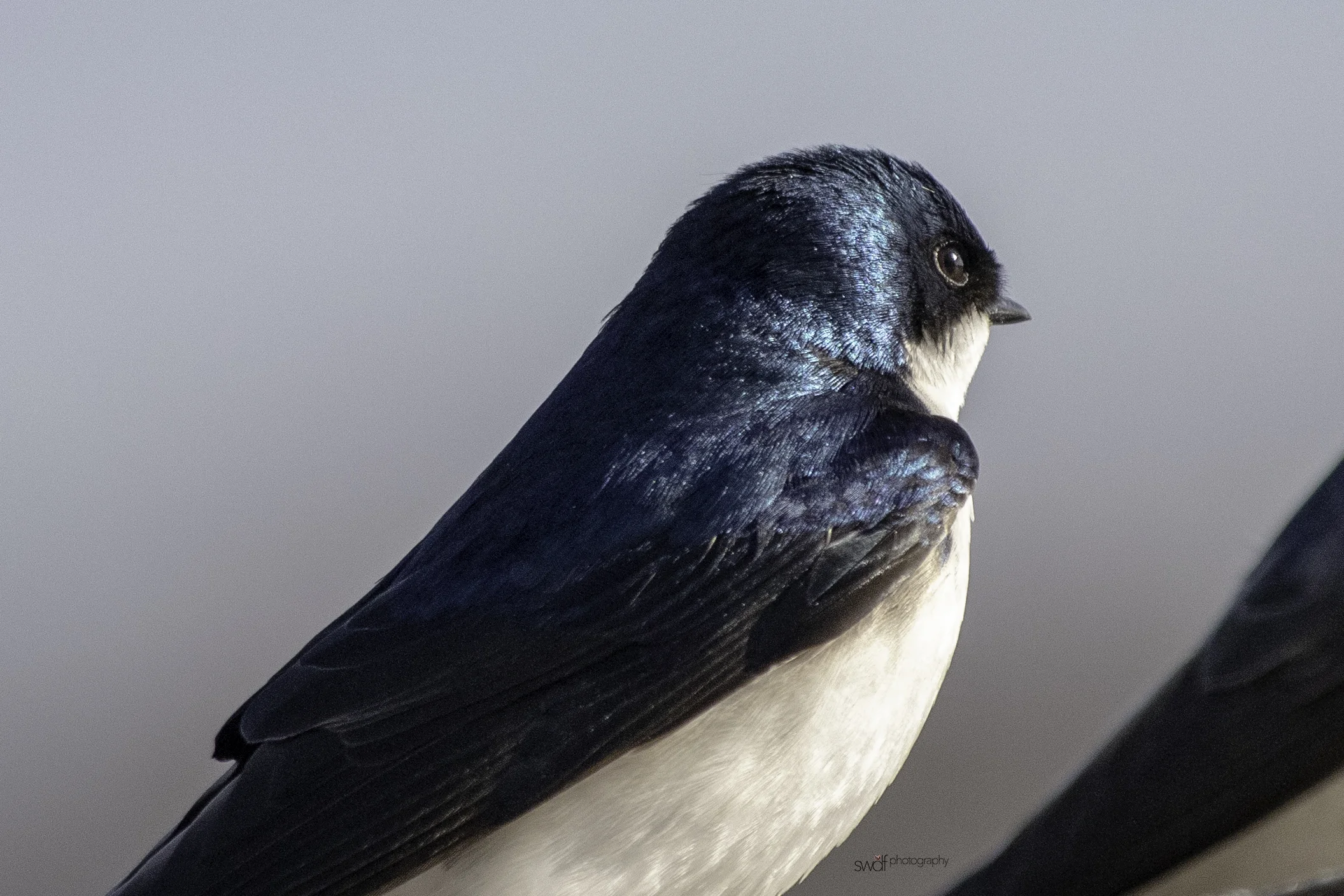 Tree Swallow - Sandy Ridge.jpeg
