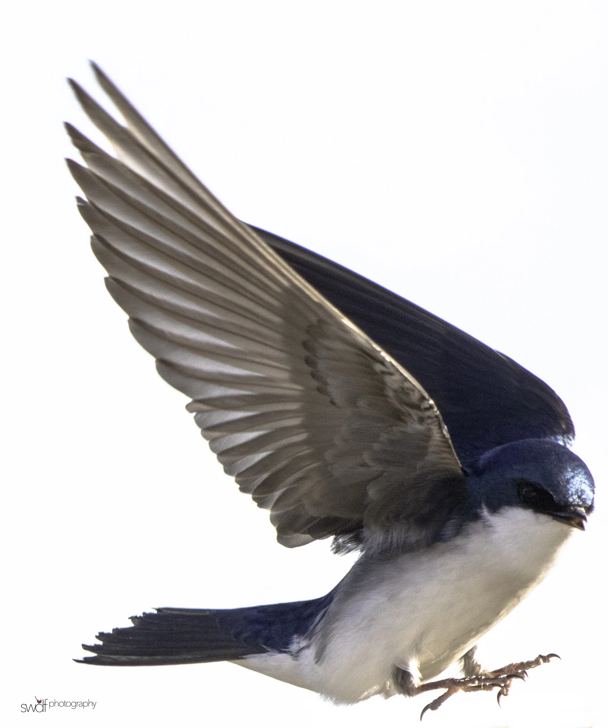 Tree Swallow Landing - Sandy Ridge.jpeg