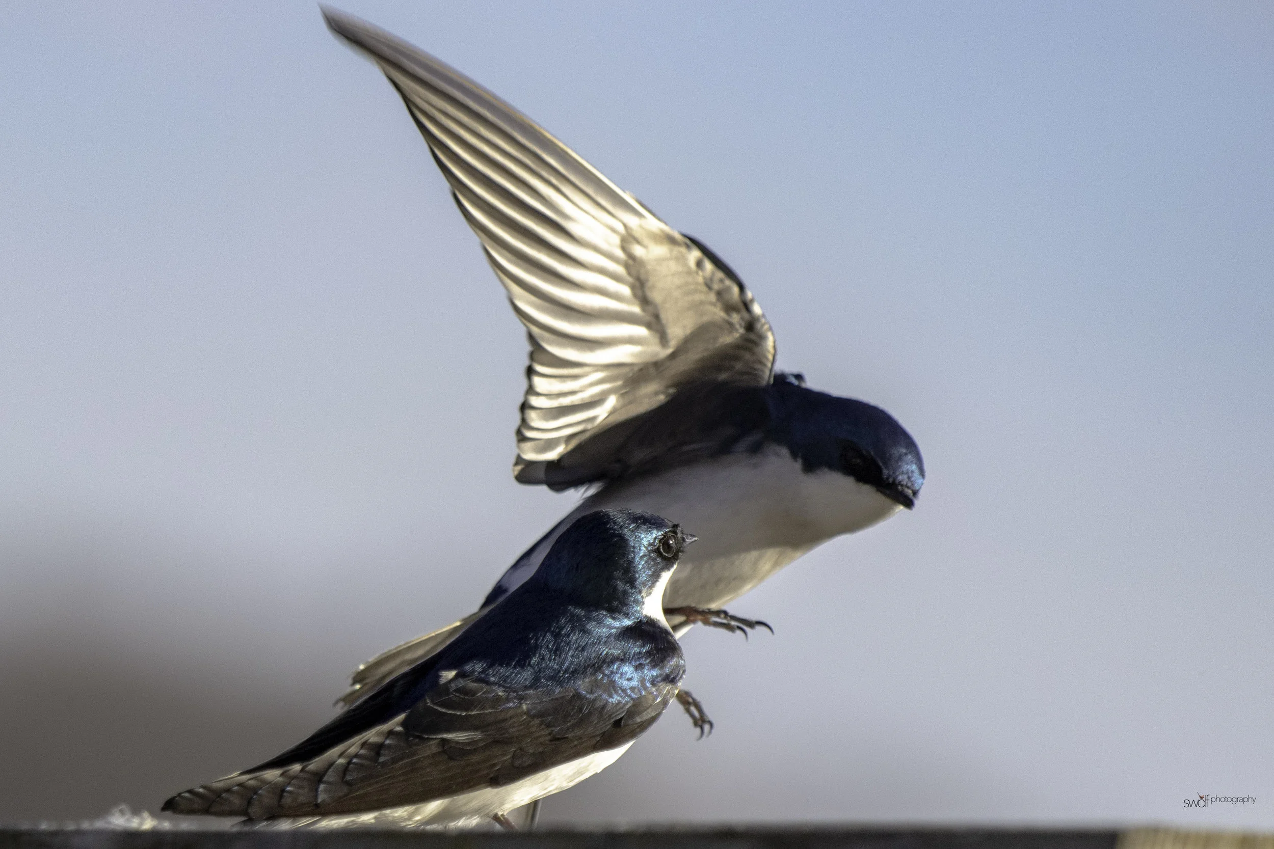 Tree Swallows - Sandy Ridge.jpeg