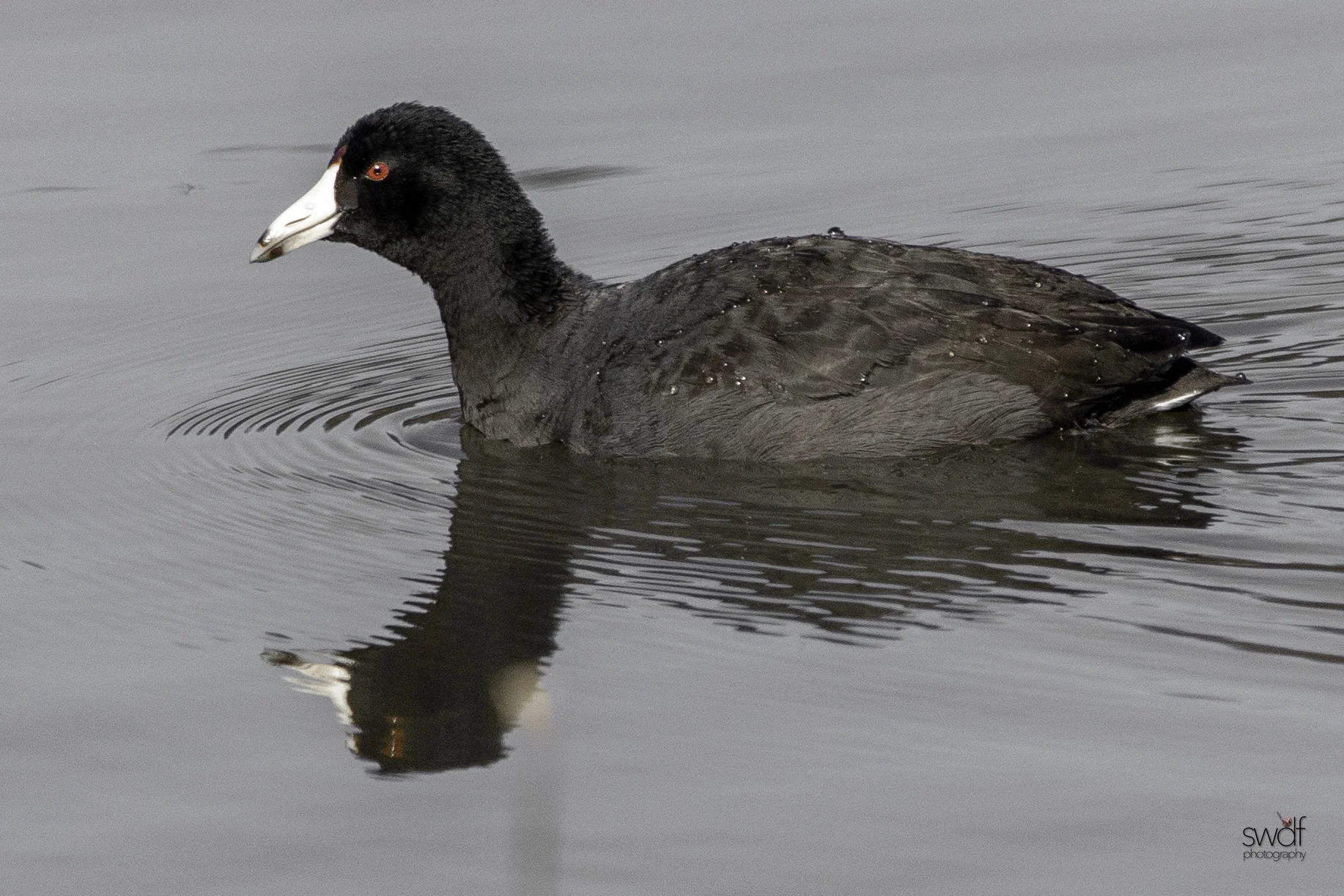 American Coot2 - Sandy Ridge.jpeg