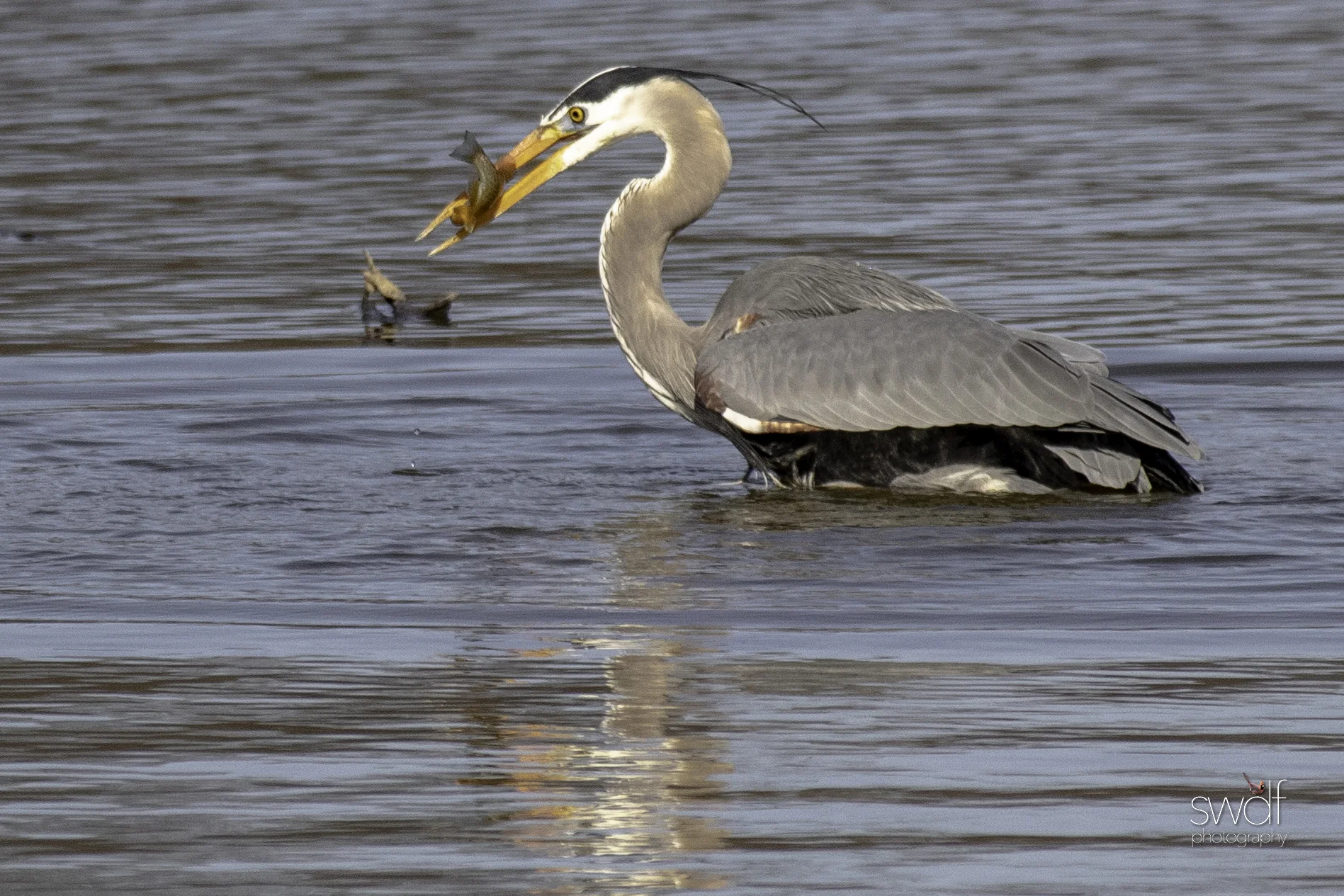 Fishing Great Blue Heron20 - Sandy Ridge.jpeg