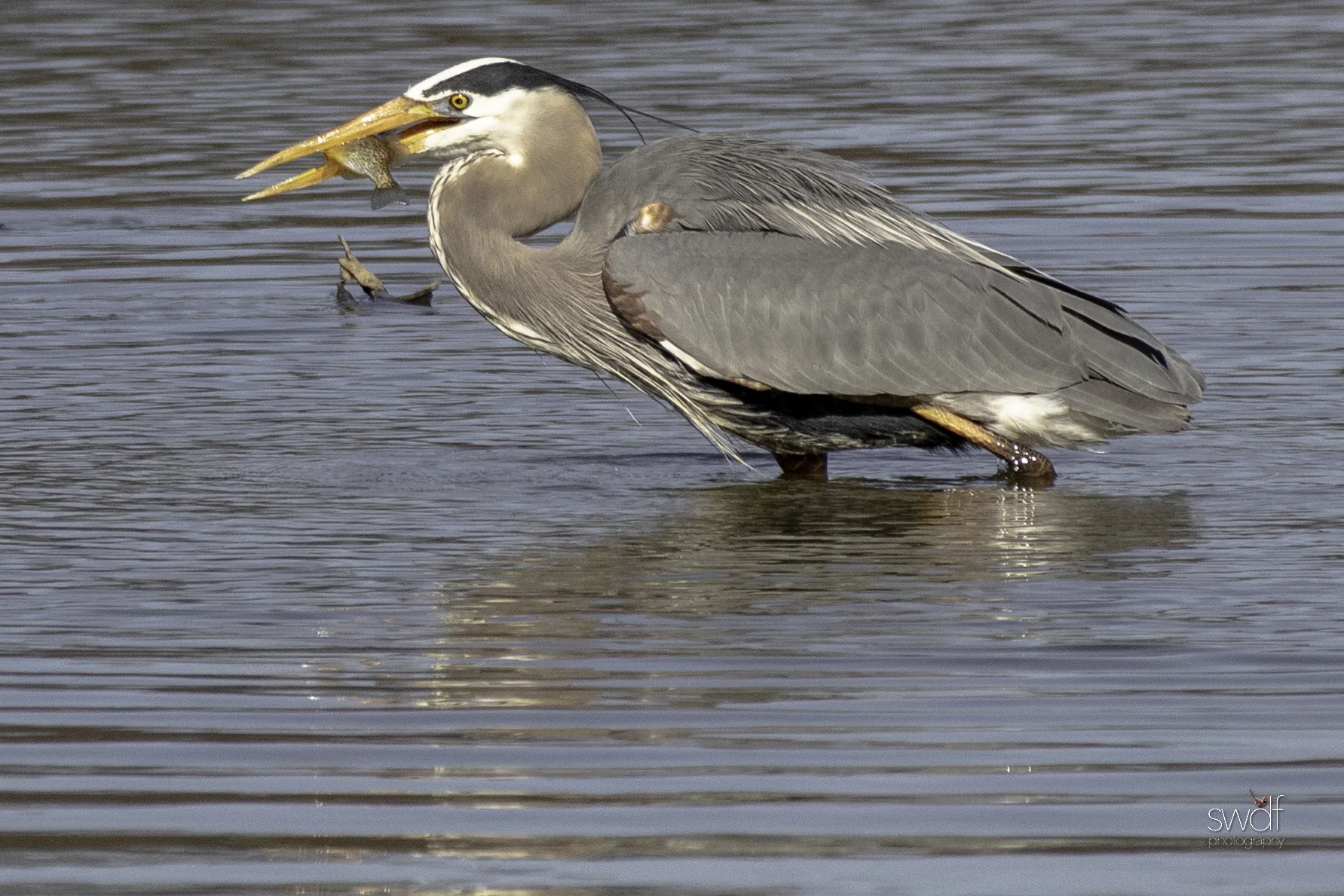 Fishing Great Blue Heron21 - Sandy Ridge.jpeg