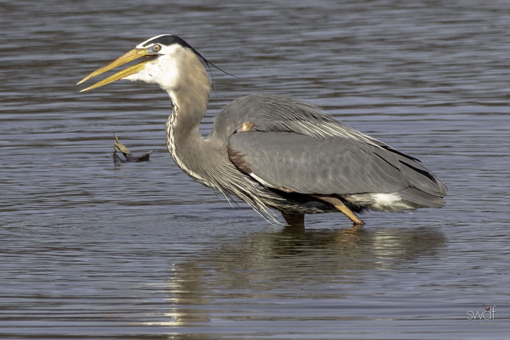 Fishing Great Blue Heron22 - Sandy Ridge.jpeg
