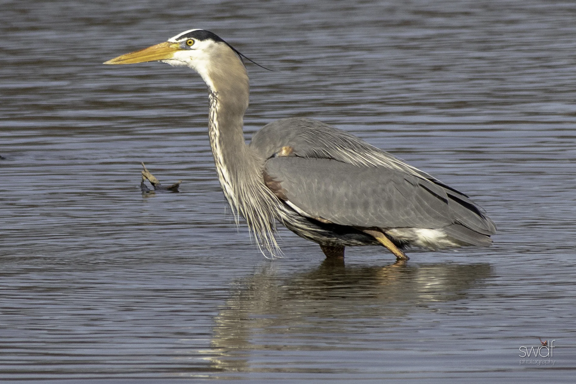 Fishing Great Blue Heron23 - Sandy Ridge.jpeg