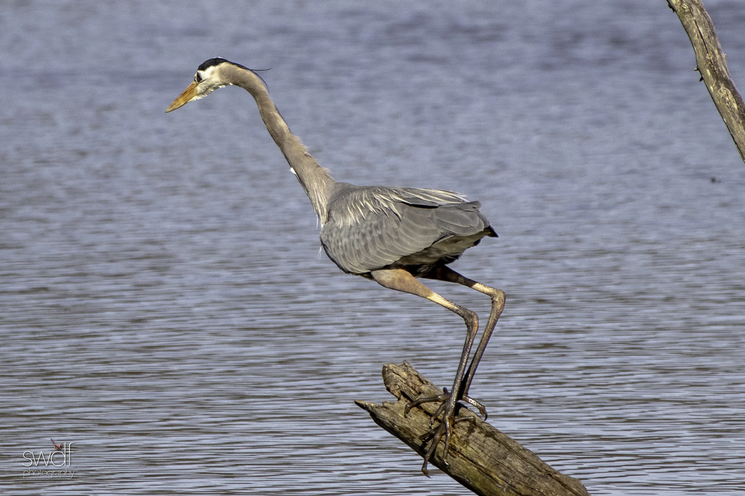 Fishing Great Blue Heron - Sandy Ridge.jpeg