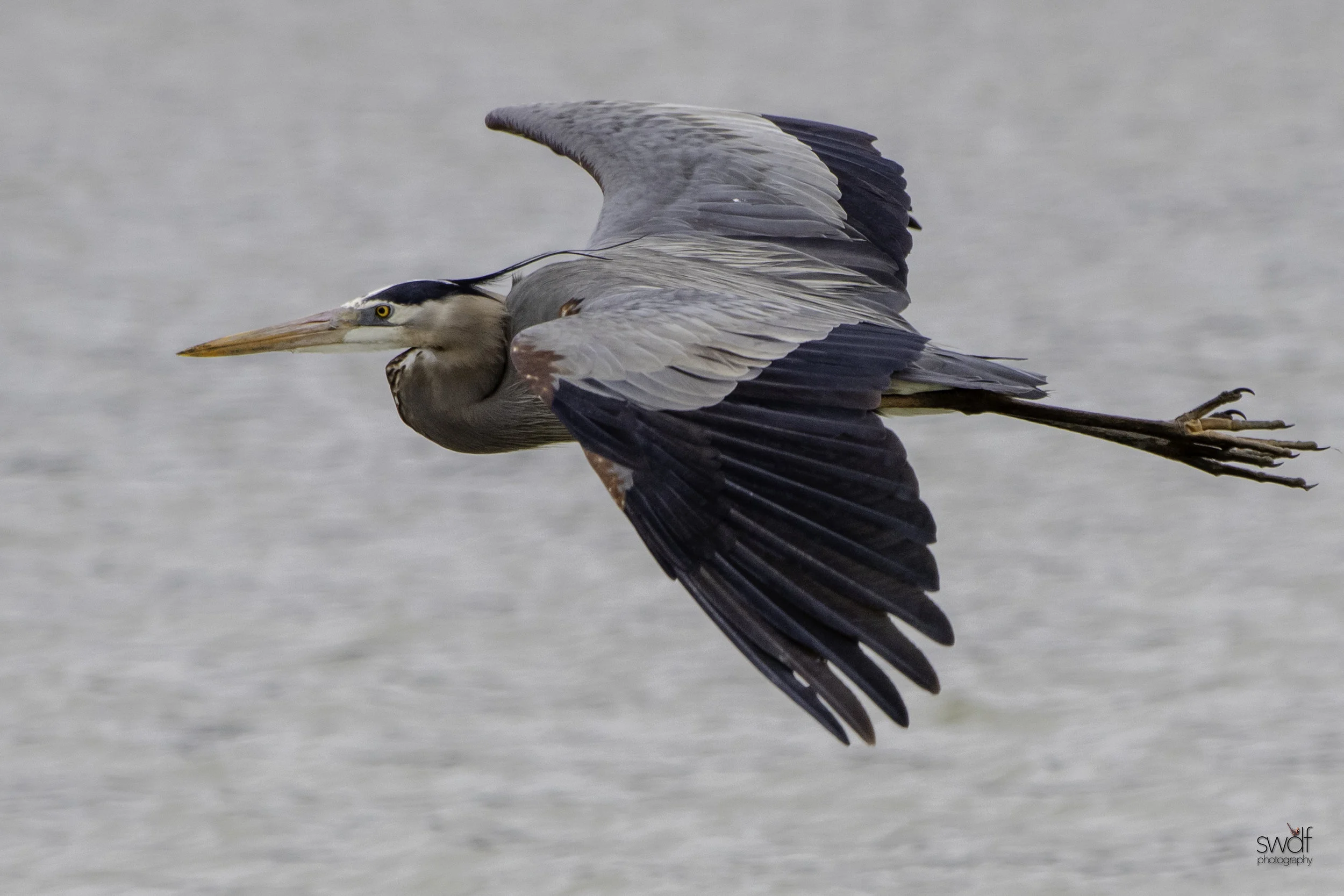 Great Blue Heron - Sandy Ridge.jpeg