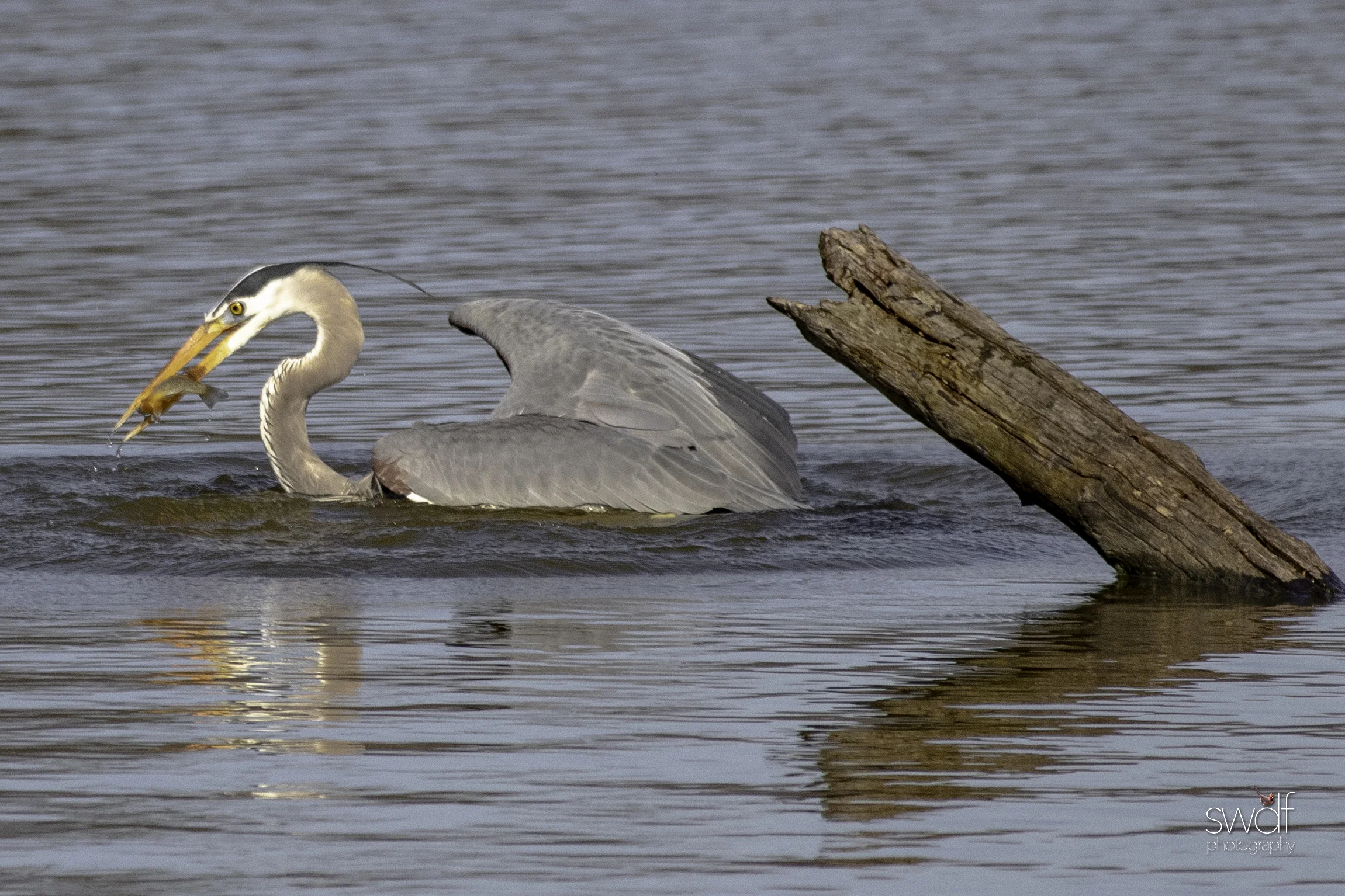 Fishing Great Blue Heron11 - Sandy Ridge.jpeg
