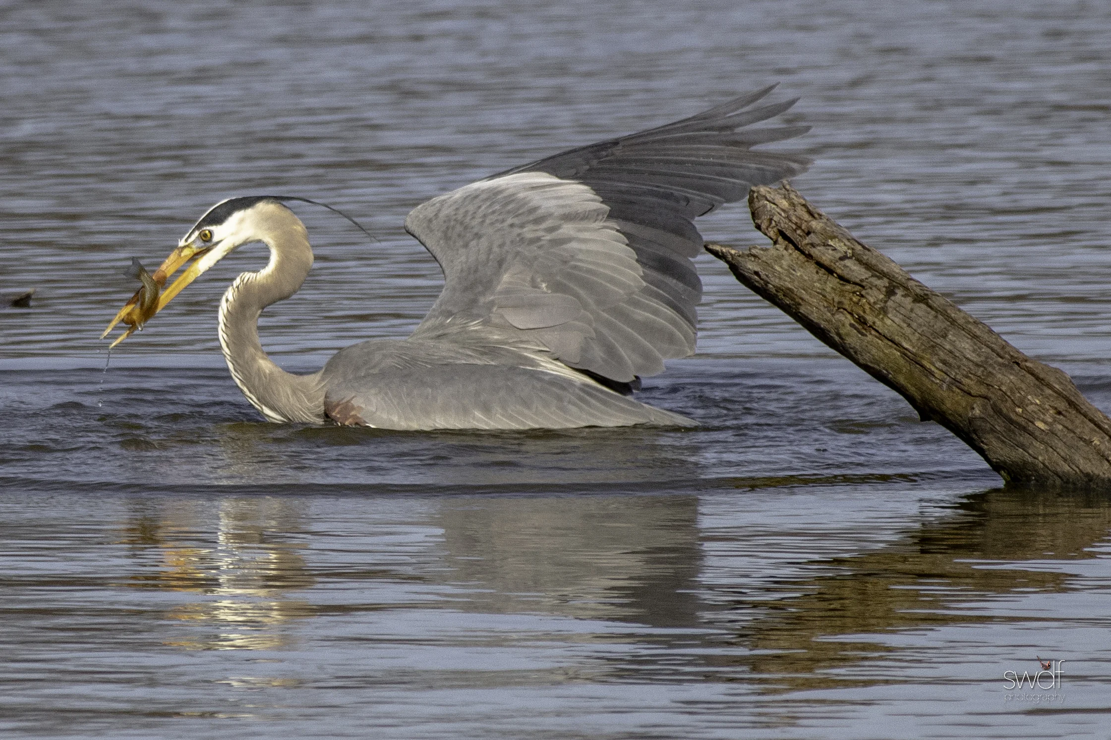 Fishing Great Blue Heron15- Sandy Ridge.jpeg