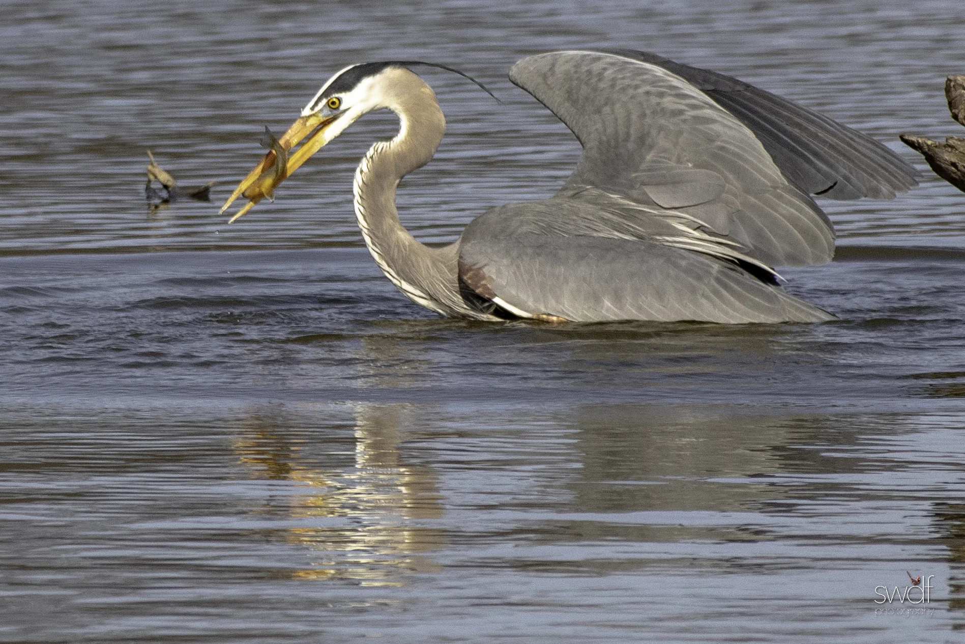 Fishing Great Blue Heron18 - Sandy Ridge.jpeg