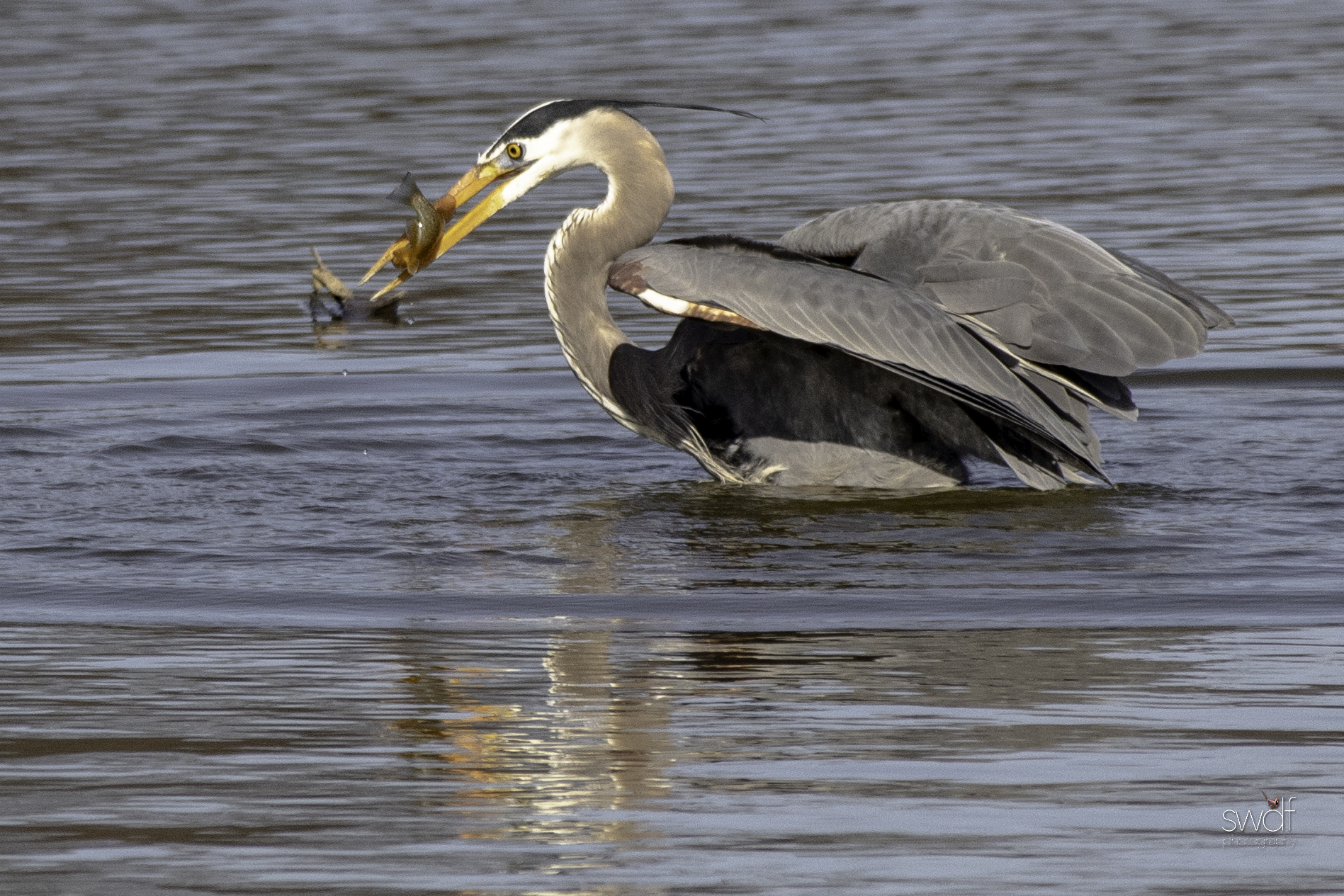 Fishing Great Blue Heron19 - Sandy Ridge.jpeg