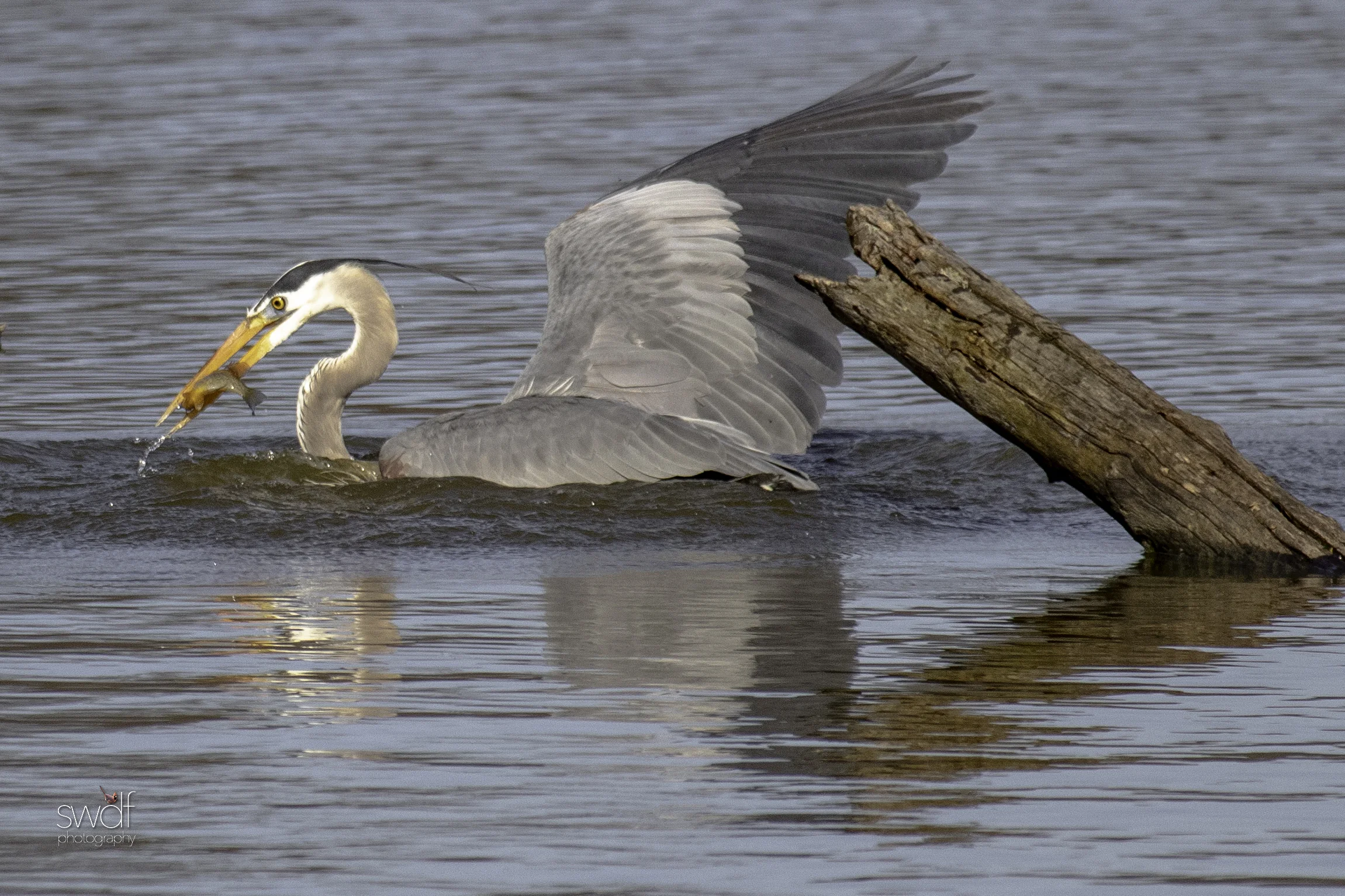 Fishing Great Blue Heron10 - Sandy Ridge.jpeg