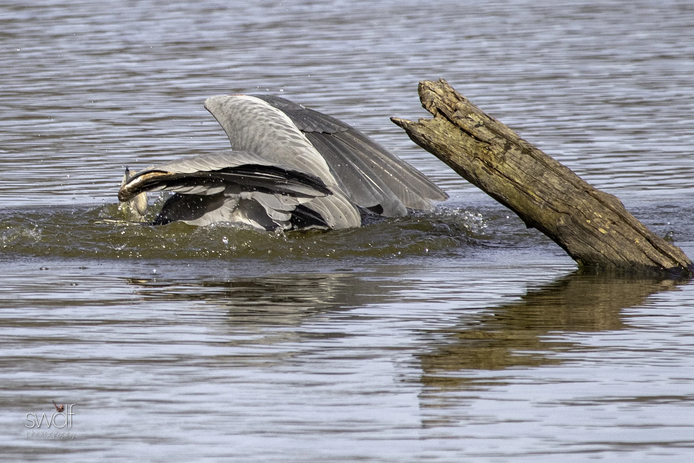 Fishing Great Blue Heron9 - Sandy Ridge.jpeg
