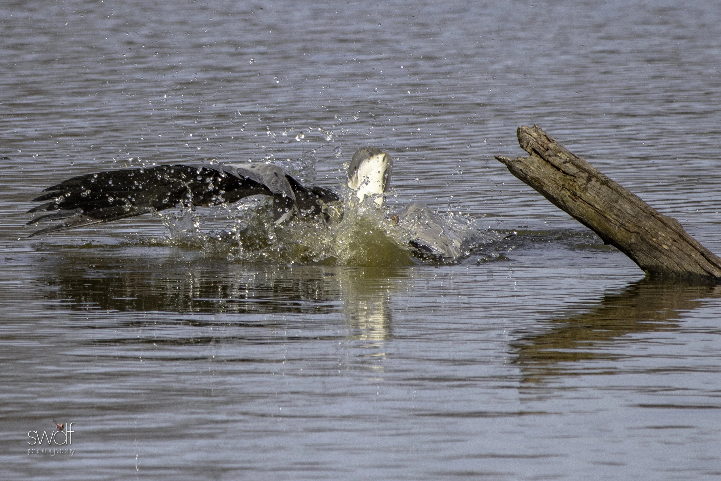Fishing Great Blue Heron6 - Sandy Ridge.jpeg