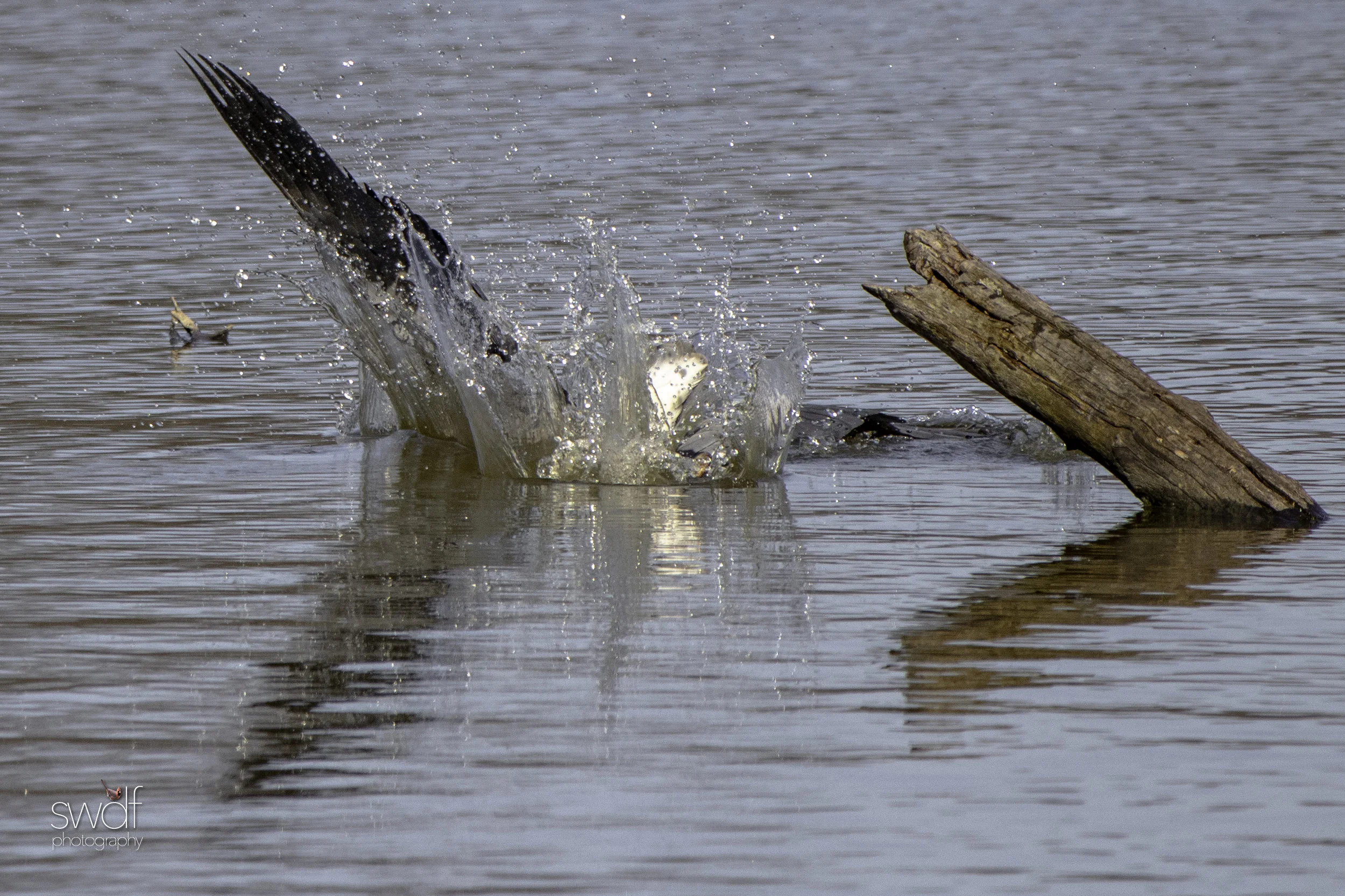 Fishing Great Blue Heron5 - Sandy Ridge.jpeg