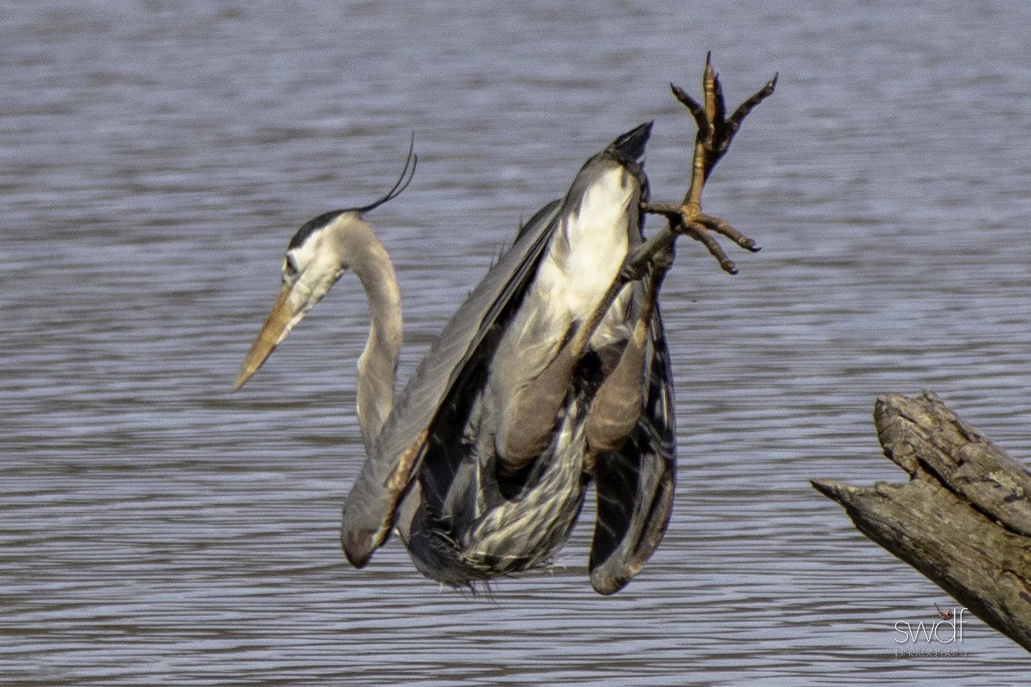 Fishing Great Blue Heron3 - Sandy Ridge.jpeg