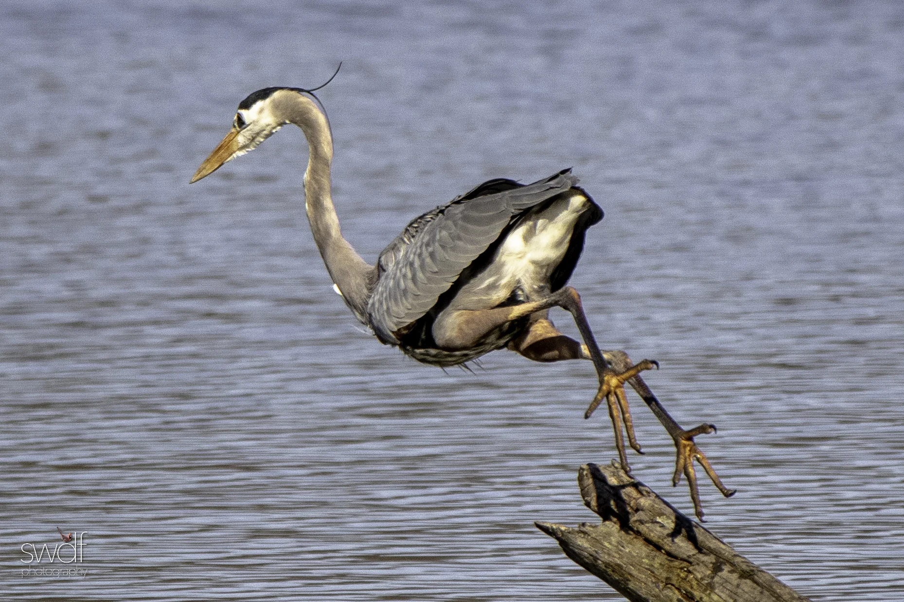 Fishing Great Blue Heron2 - Sandy Ridge.jpeg